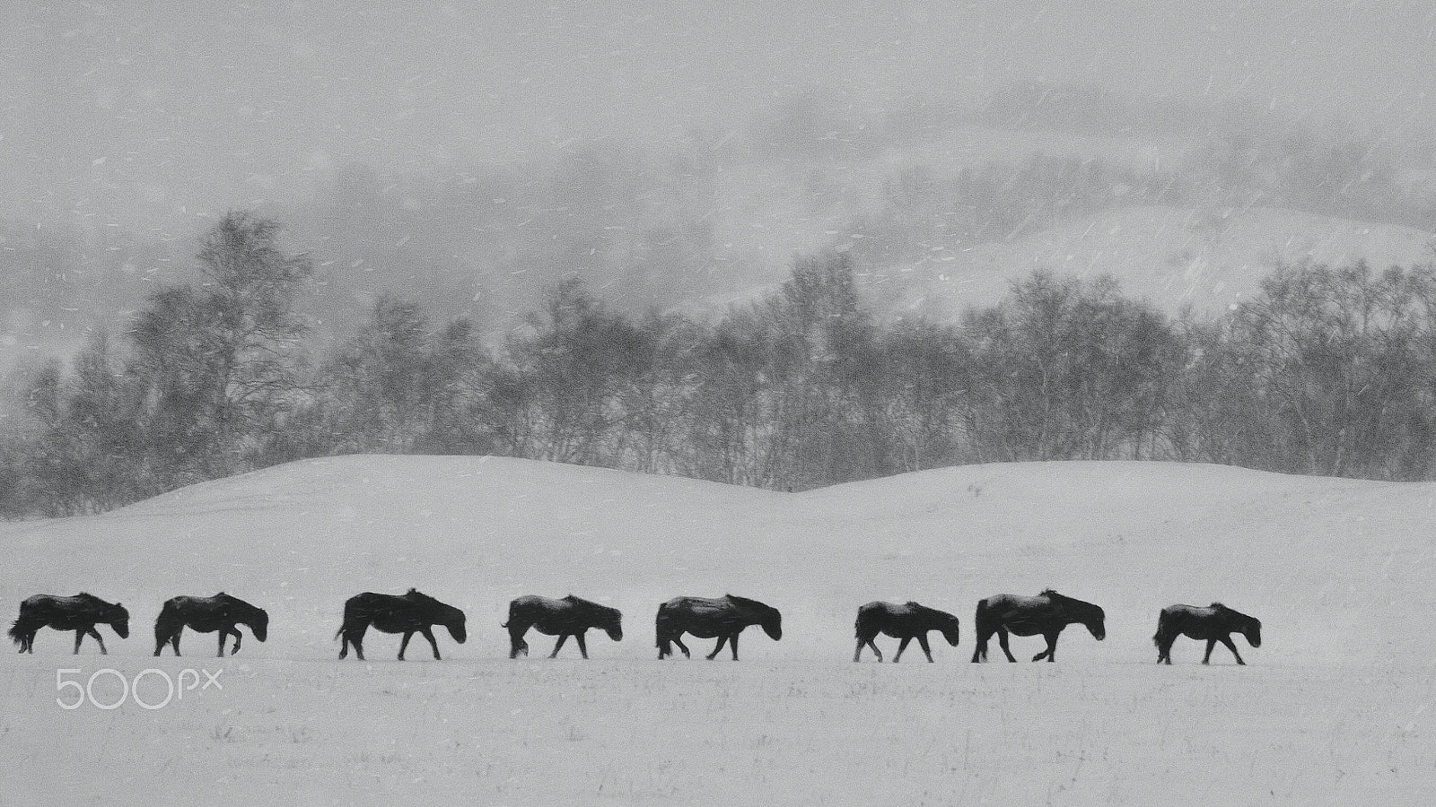 AF-S Zoom-Nikkor 80-200mm f/2.8D IF-ED sample photo. 漫漫风雪路 photography