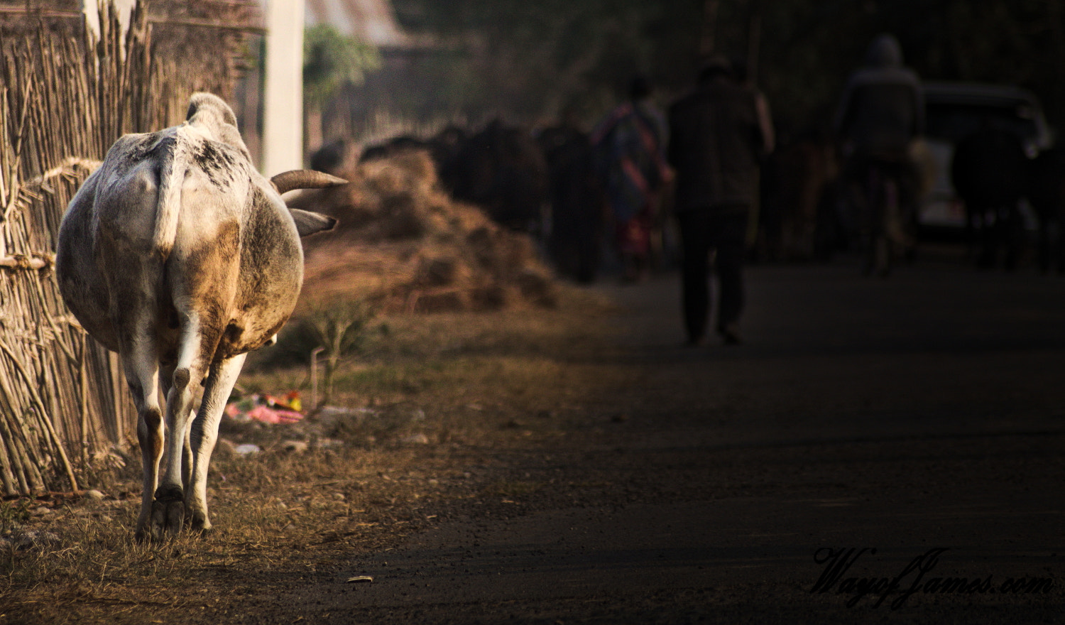 Sigma 70-300mm F4-5.6 APO DG Macro sample photo. Chitwan road photography