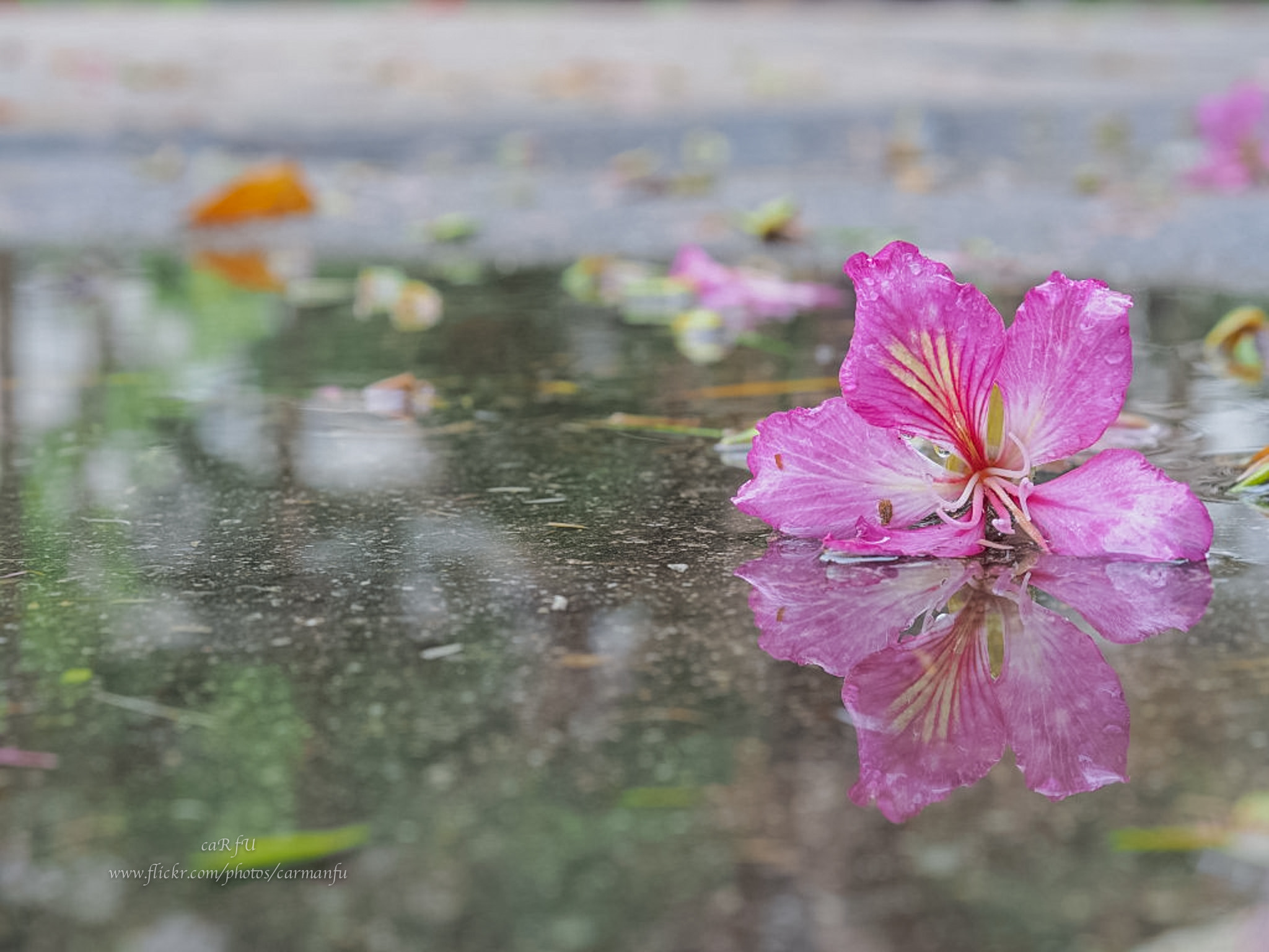 Olympus PEN E-P5 + Olympus M.Zuiko Digital ED 12-40mm F2.8 Pro sample photo. Water drap with flower photography