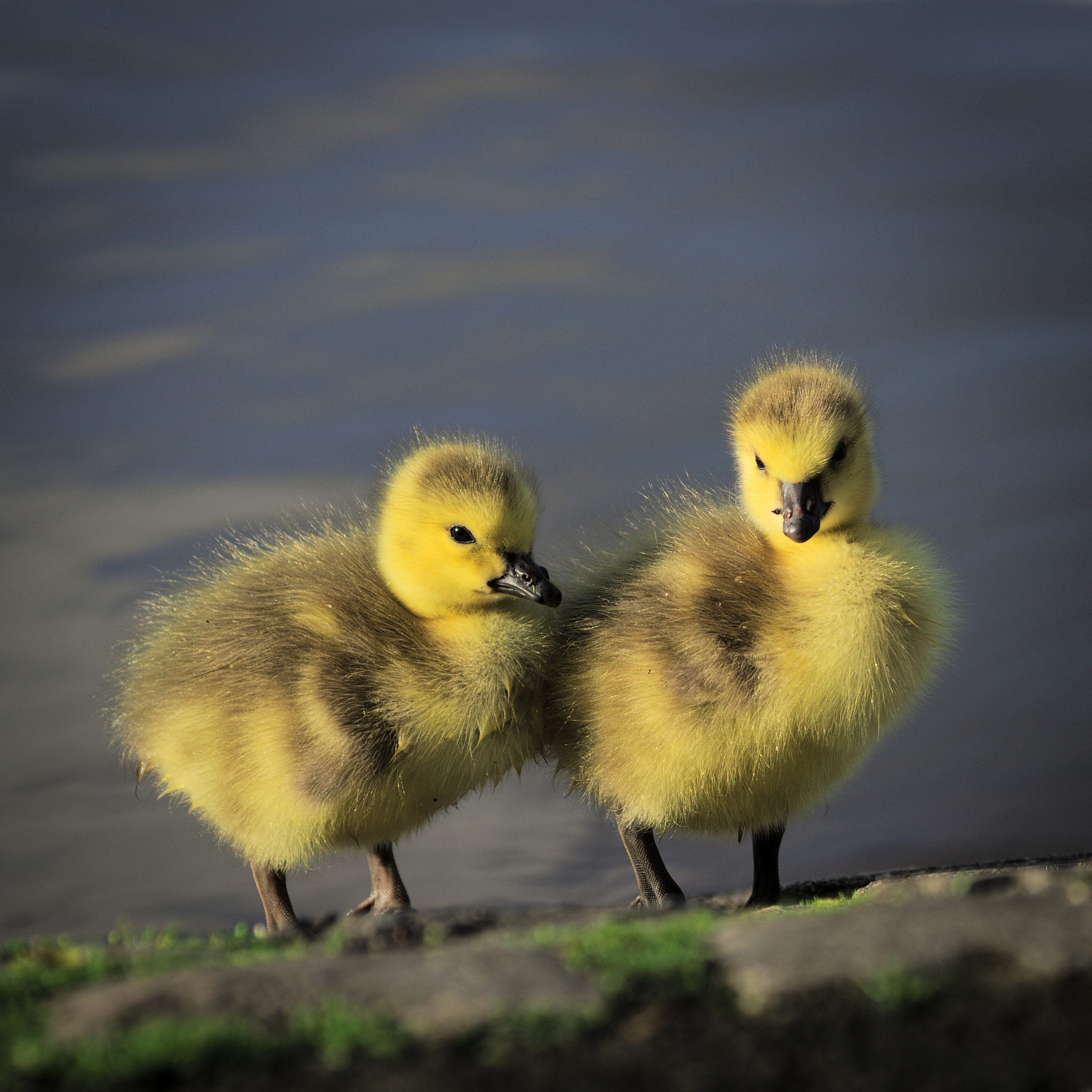 Sony SLT-A37 + Sigma 70-300mm F4-5.6 DL Macro sample photo. Double fluffiness photography