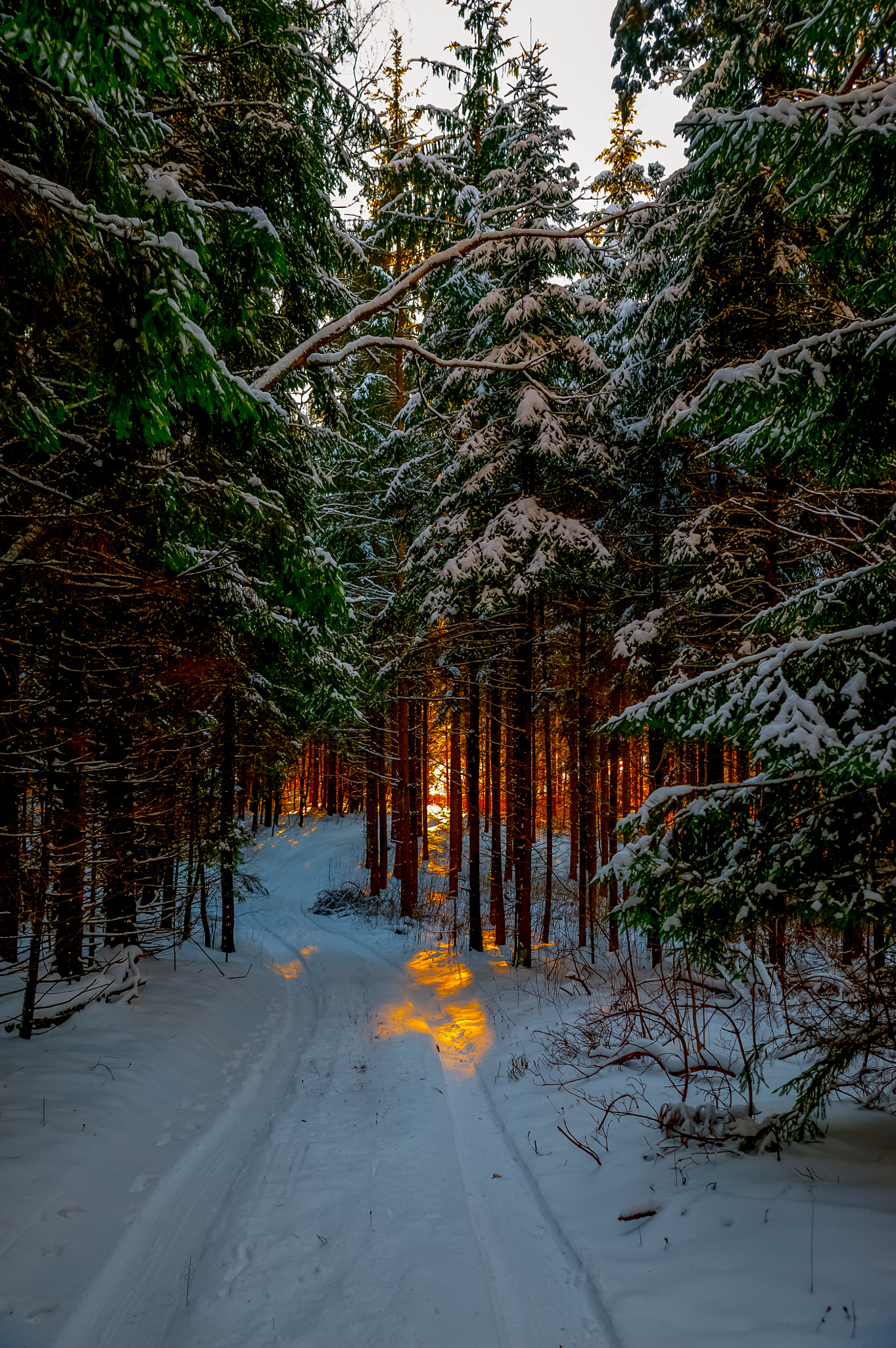 Nikon D3 sample photo. Winter in lithuania photography