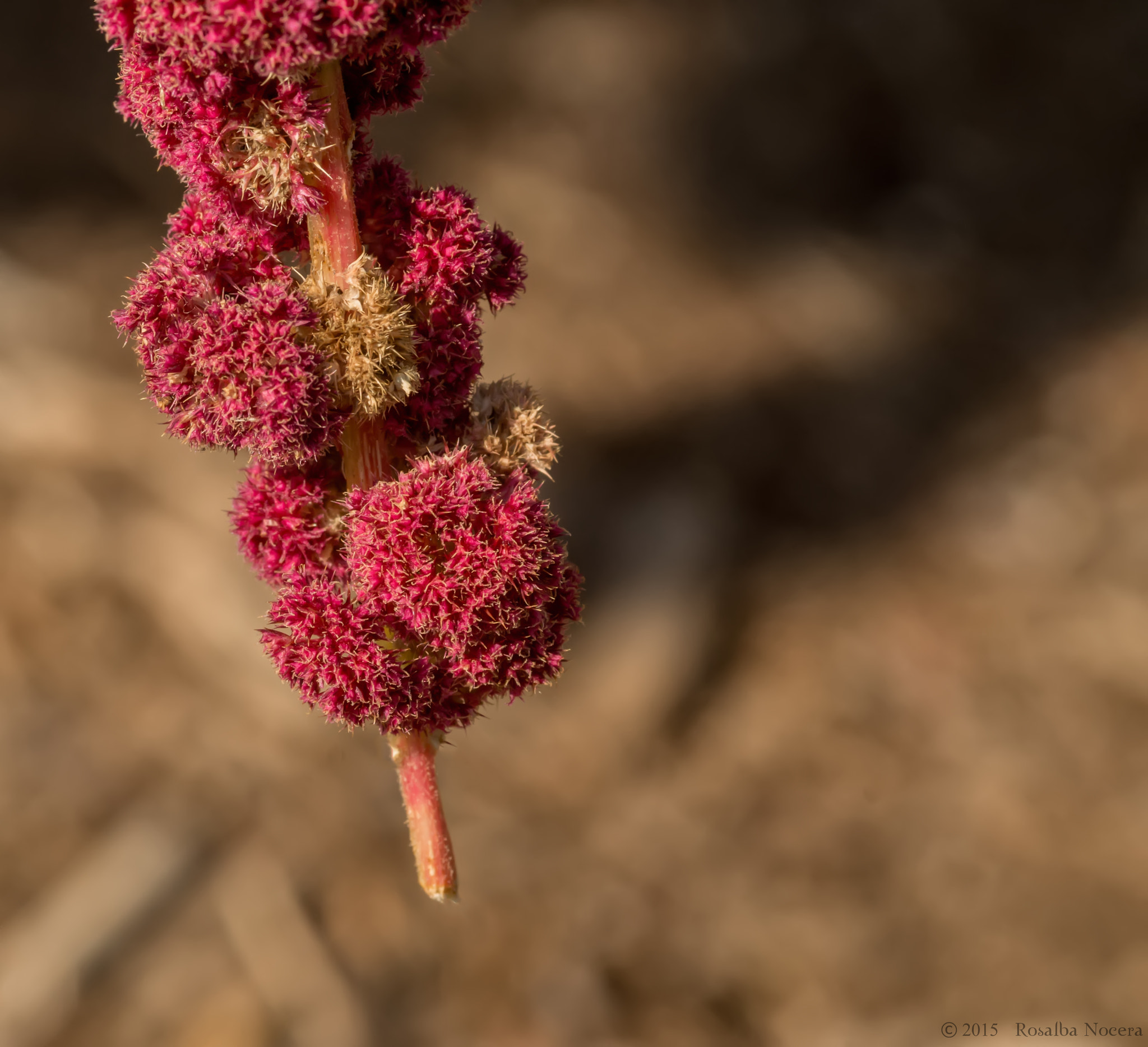 Sony SLT-A58 + Sigma AF 105mm F2.8 EX [DG] Macro sample photo. Pink plant photography