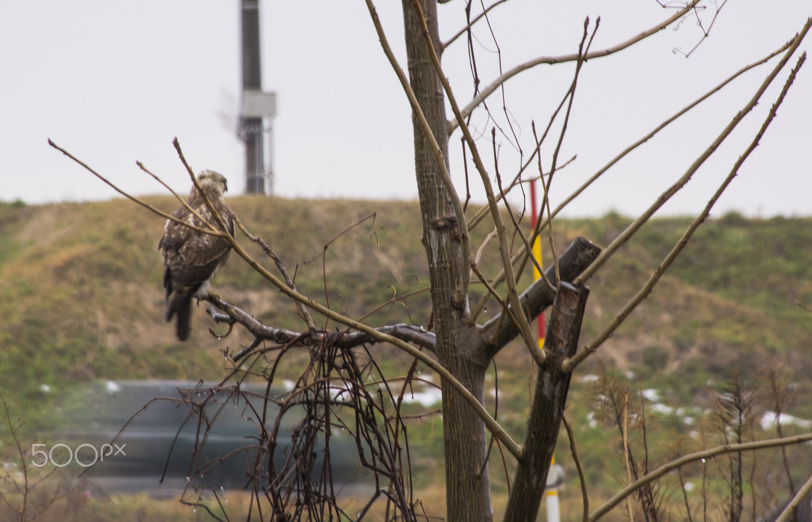 smc PENTAX-DA L 55-300mm F4-5.8 ED sample photo. "鷹"hawk photography