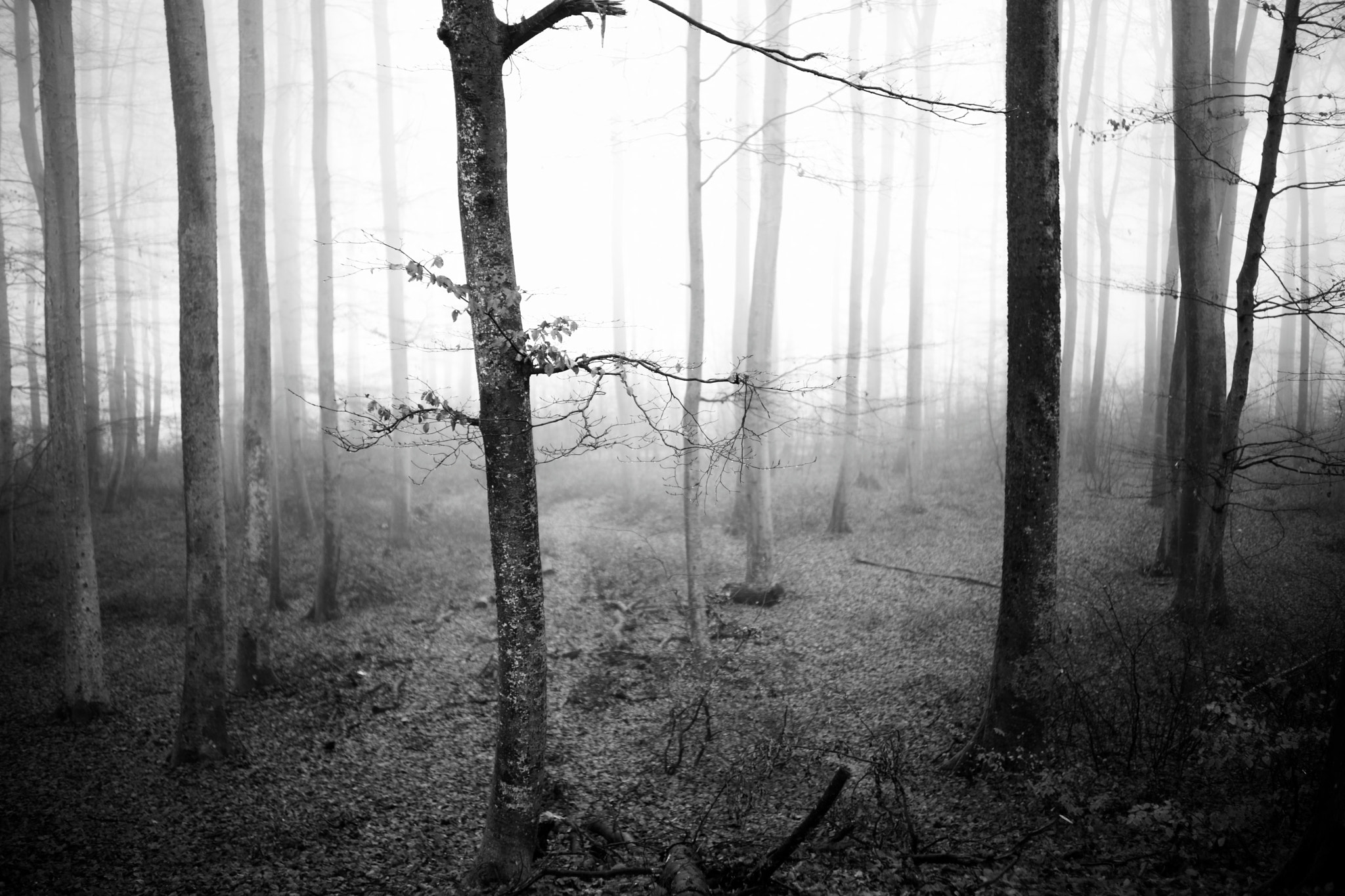 Sony a99 II + Sony 35mm F1.4 G sample photo. In the black and white misty forest photography
