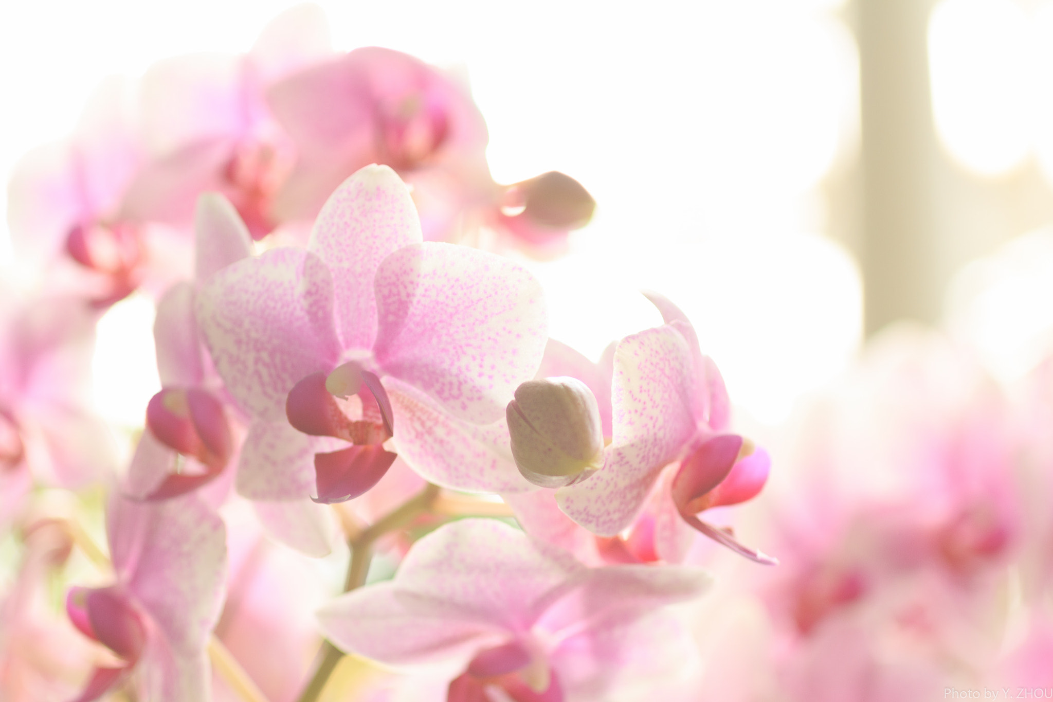Canon EOS 60D + Sigma 50mm f/2.8 EX sample photo. Moth orchids photography