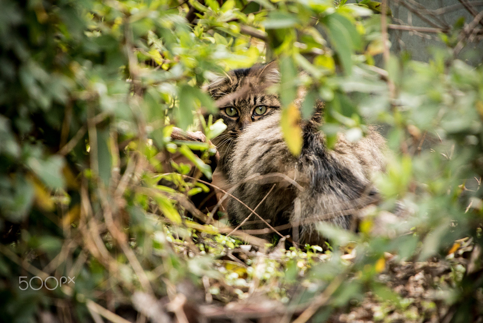Sony a7S + Sigma 150-500mm F5-6.3 DG OS HSM sample photo. Cat lurking in bushes photography