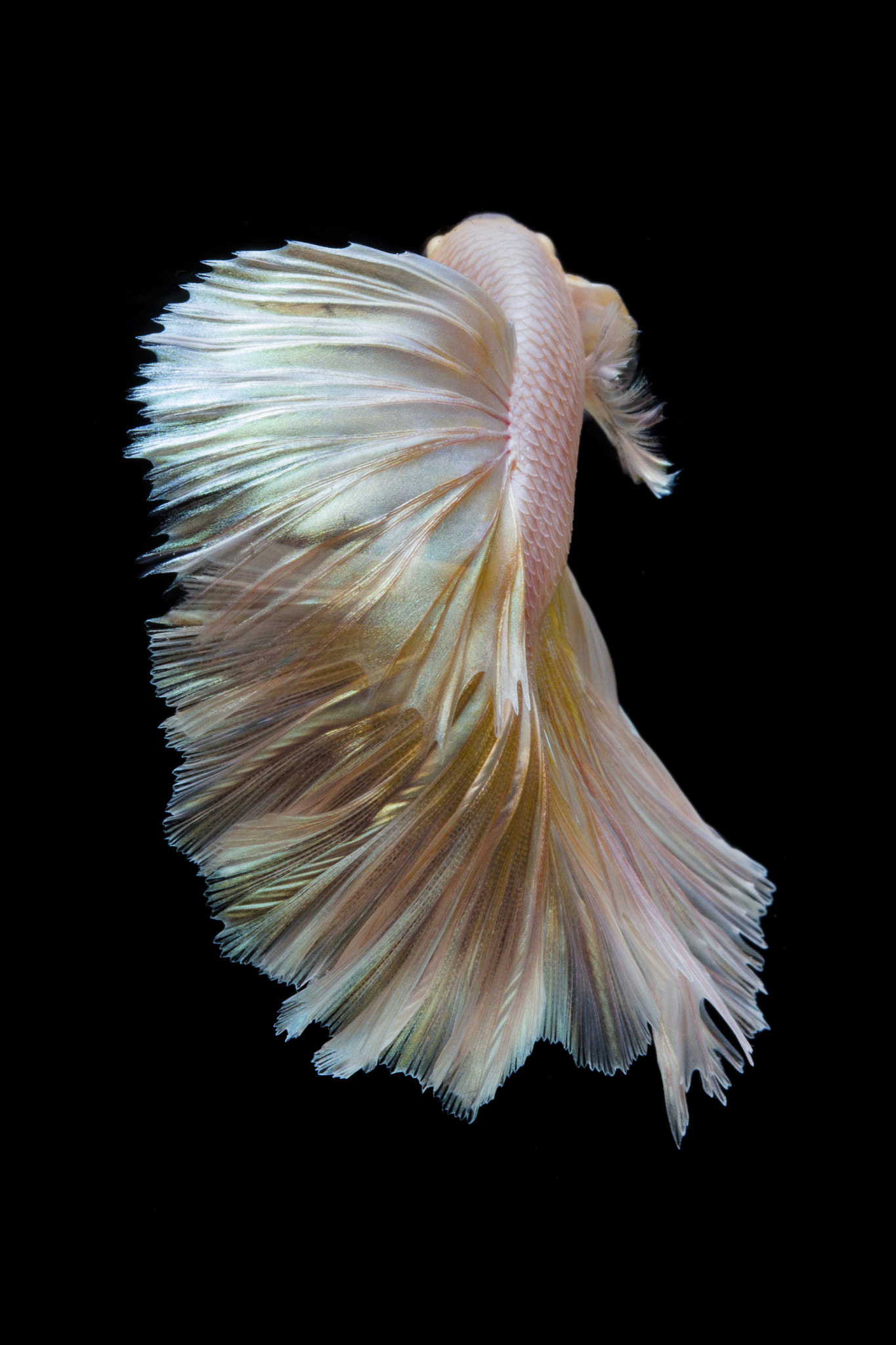 Canon EOS 700D (EOS Rebel T5i / EOS Kiss X7i) + Canon EF 100mm F2.8 Macro USM sample photo. Tail betta halfmoon photography