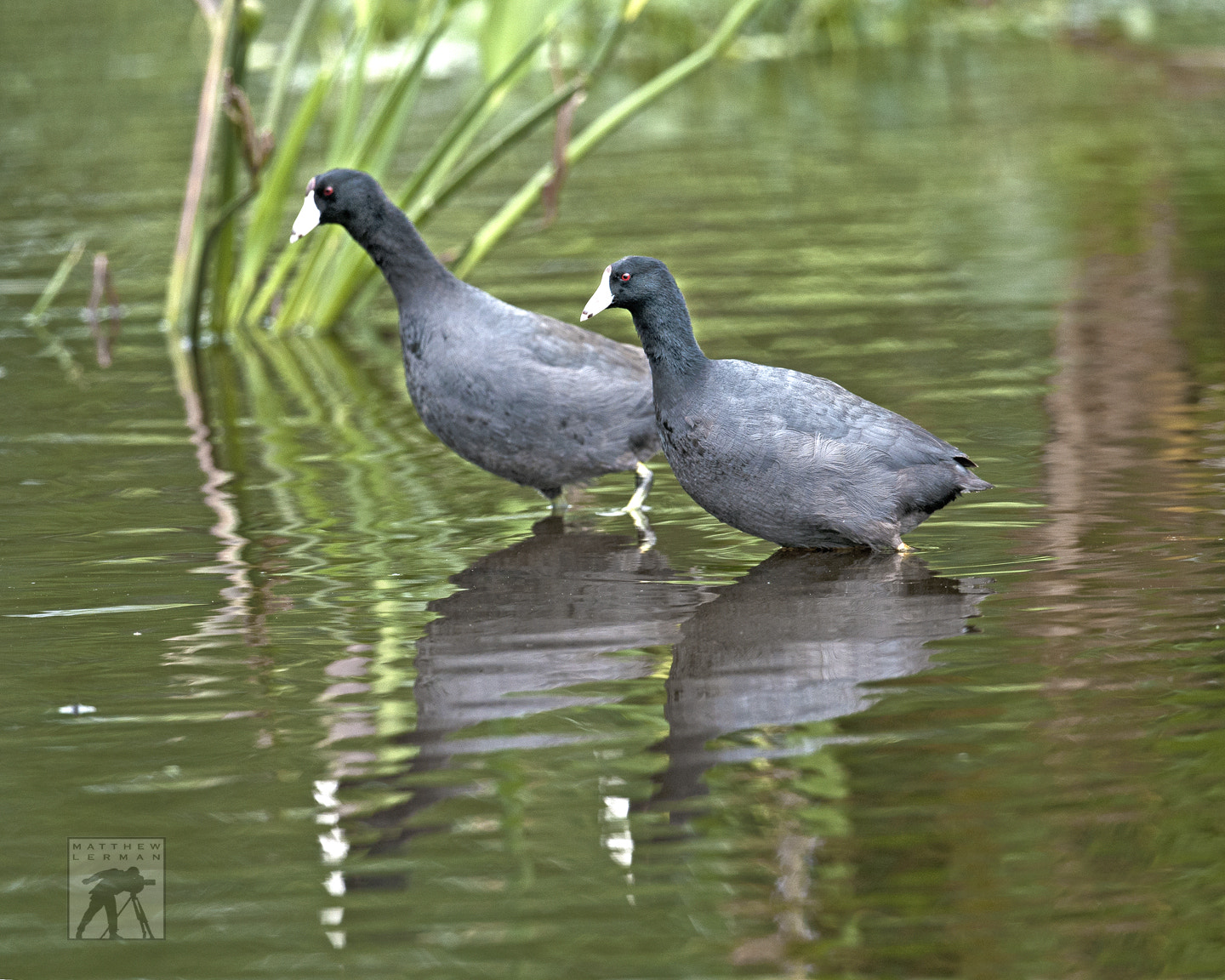 Nikon D300 + Nikon AF-S Nikkor 600mm F4G ED VR sample photo. Coot photography