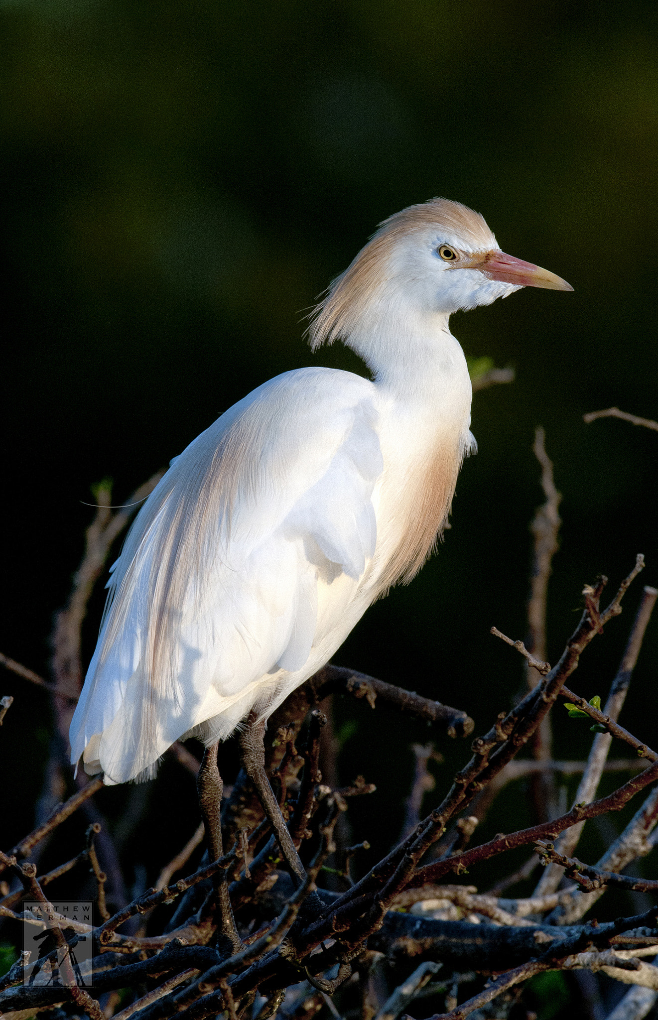 Nikon D300 + Nikon AF-S Nikkor 600mm F4G ED VR sample photo. Cattle egret photography