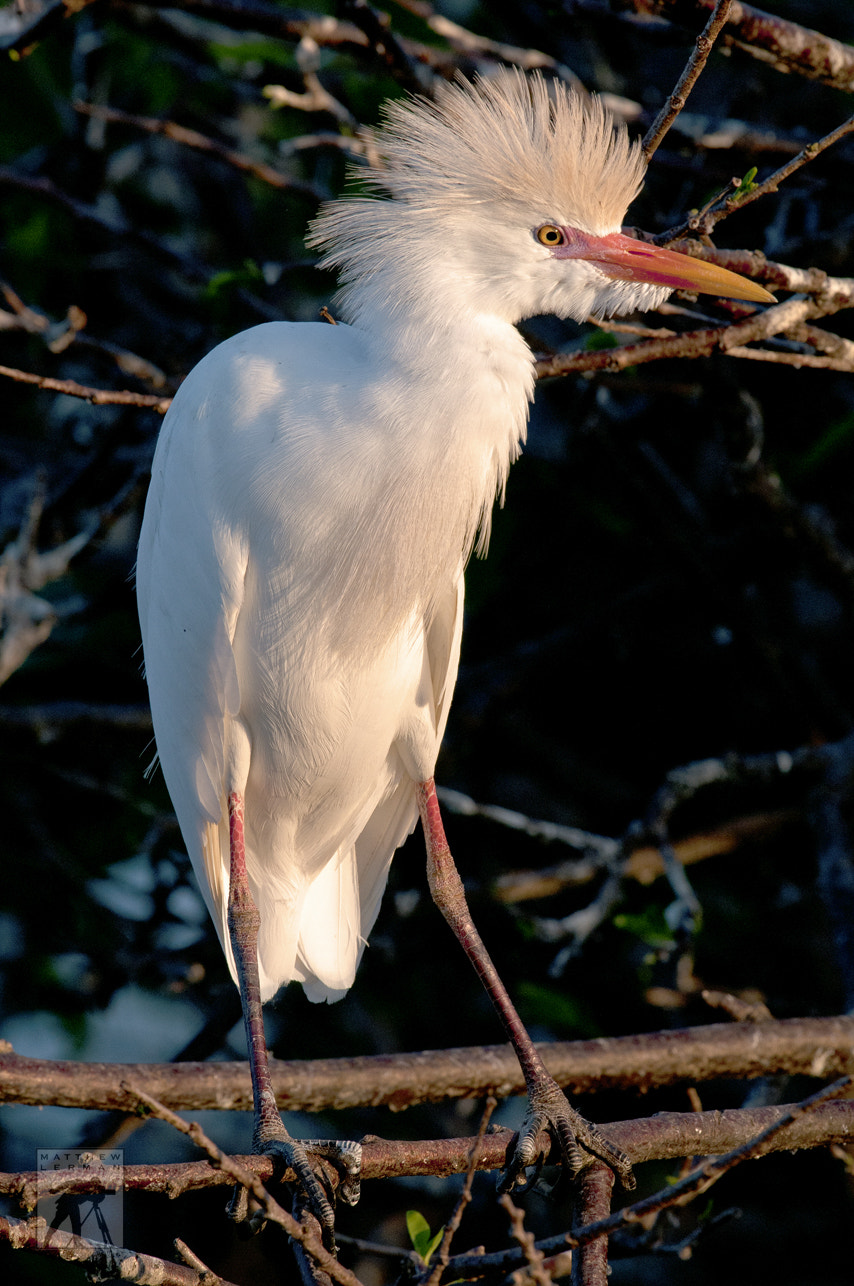 Nikon D300 + Nikon AF-S Nikkor 600mm F4G ED VR sample photo. Cattle egret photography