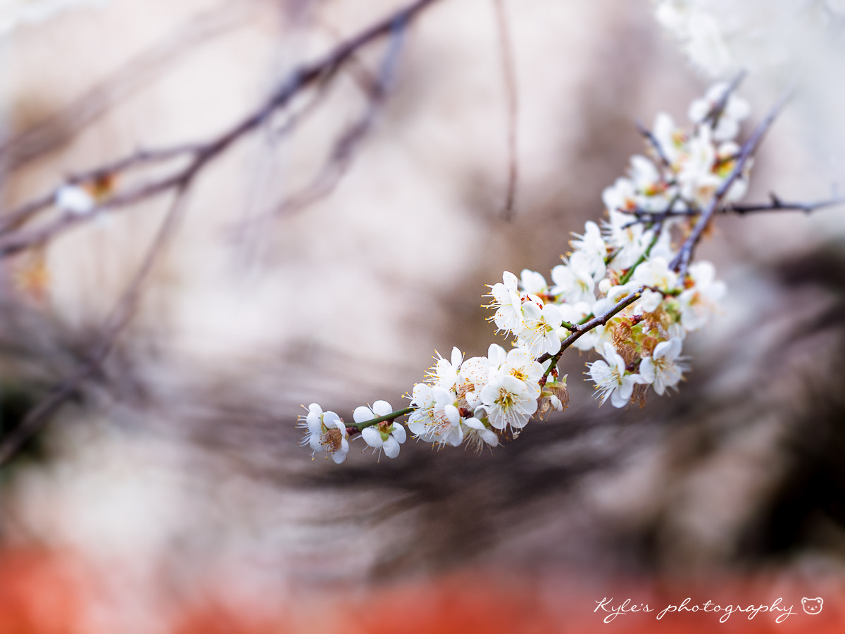 Olympus E-30 + Sigma 150mm F2.8 EX DG Macro HSM sample photo. 梅花 photography