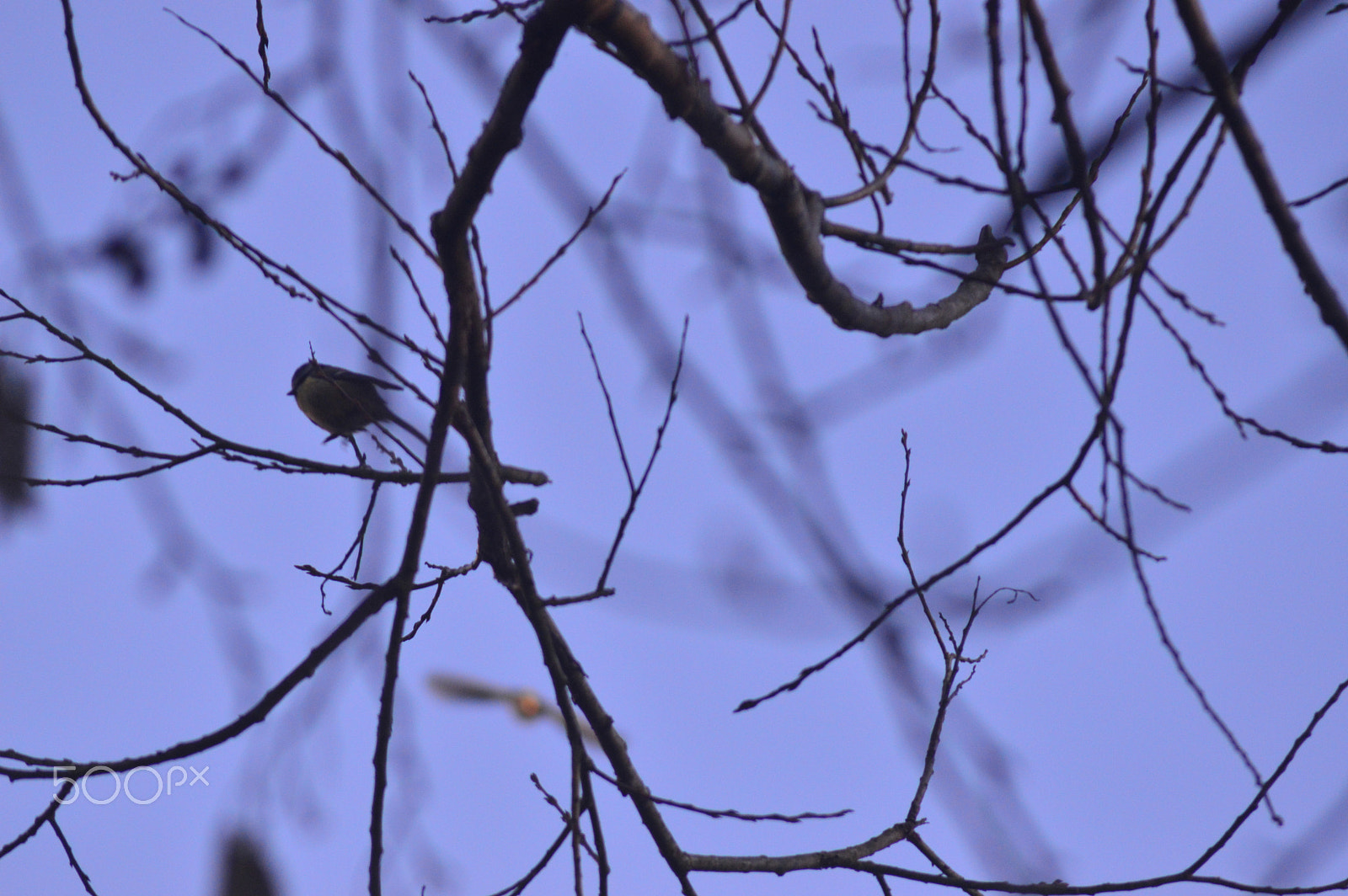 AF Zoom-Nikkor 80-200mm f/4.5-5.6D sample photo. Bird photography
