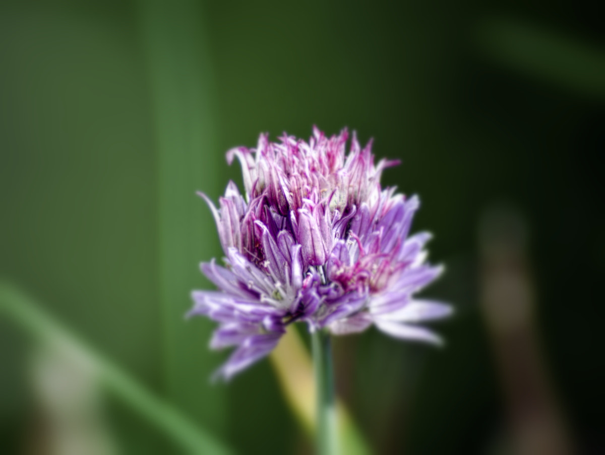 Nikon AF Nikkor 70-300mm F4-5.6G sample photo. # photography