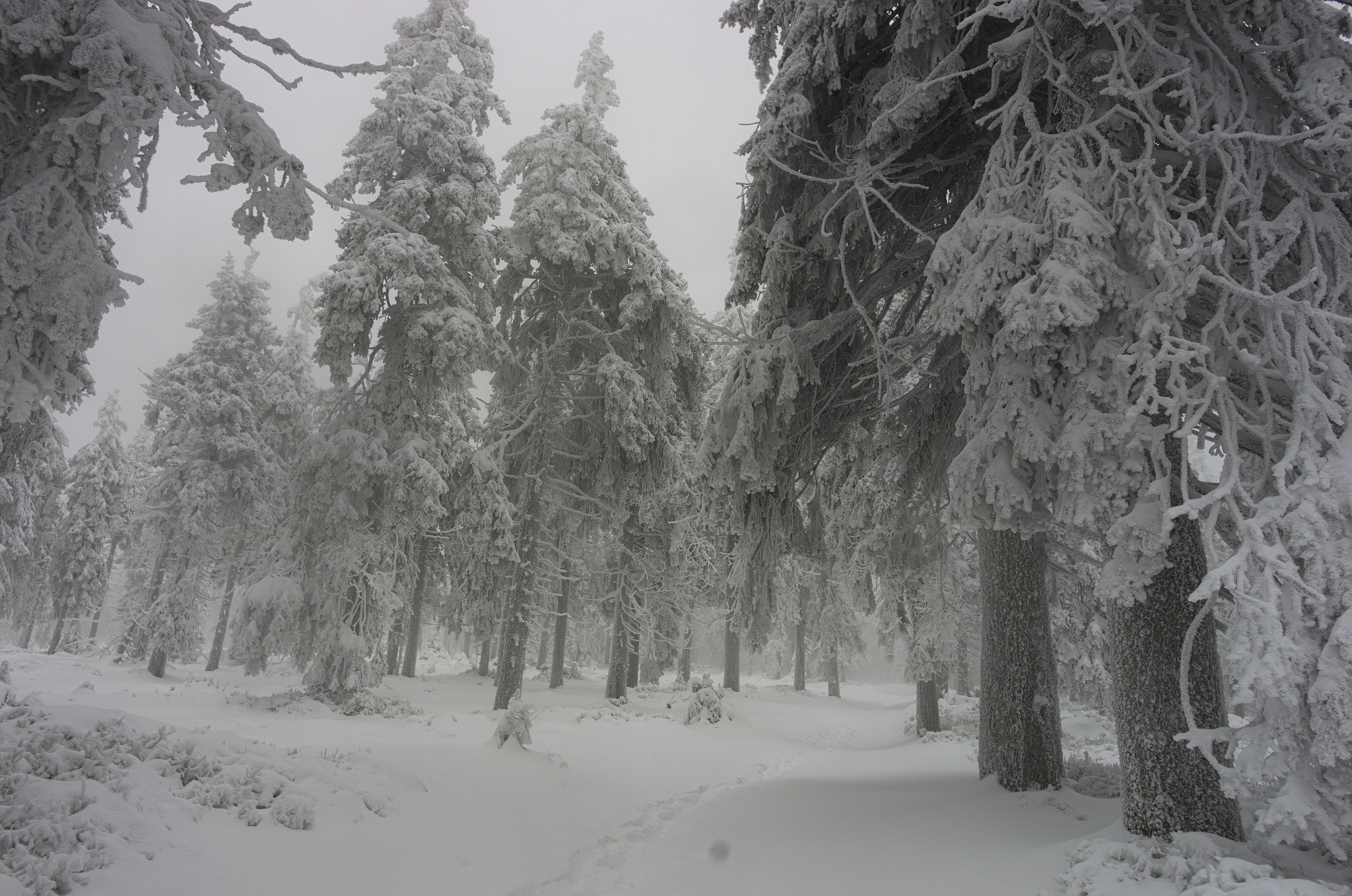 Pentax K-5 sample photo. Winter forest near Śnieżnik photography