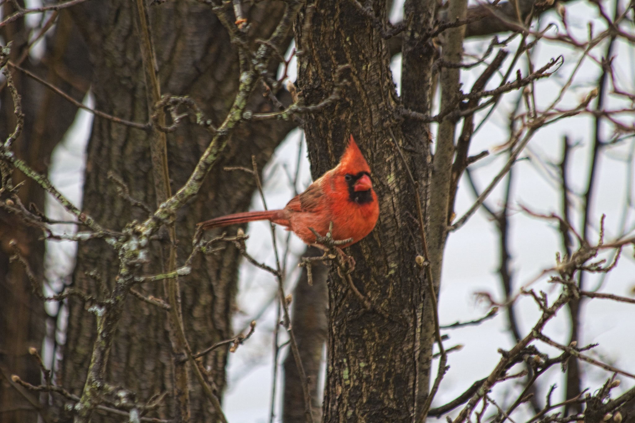 Canon EF 70-300mm F4-5.6 IS USM sample photo. Cardinal photography
