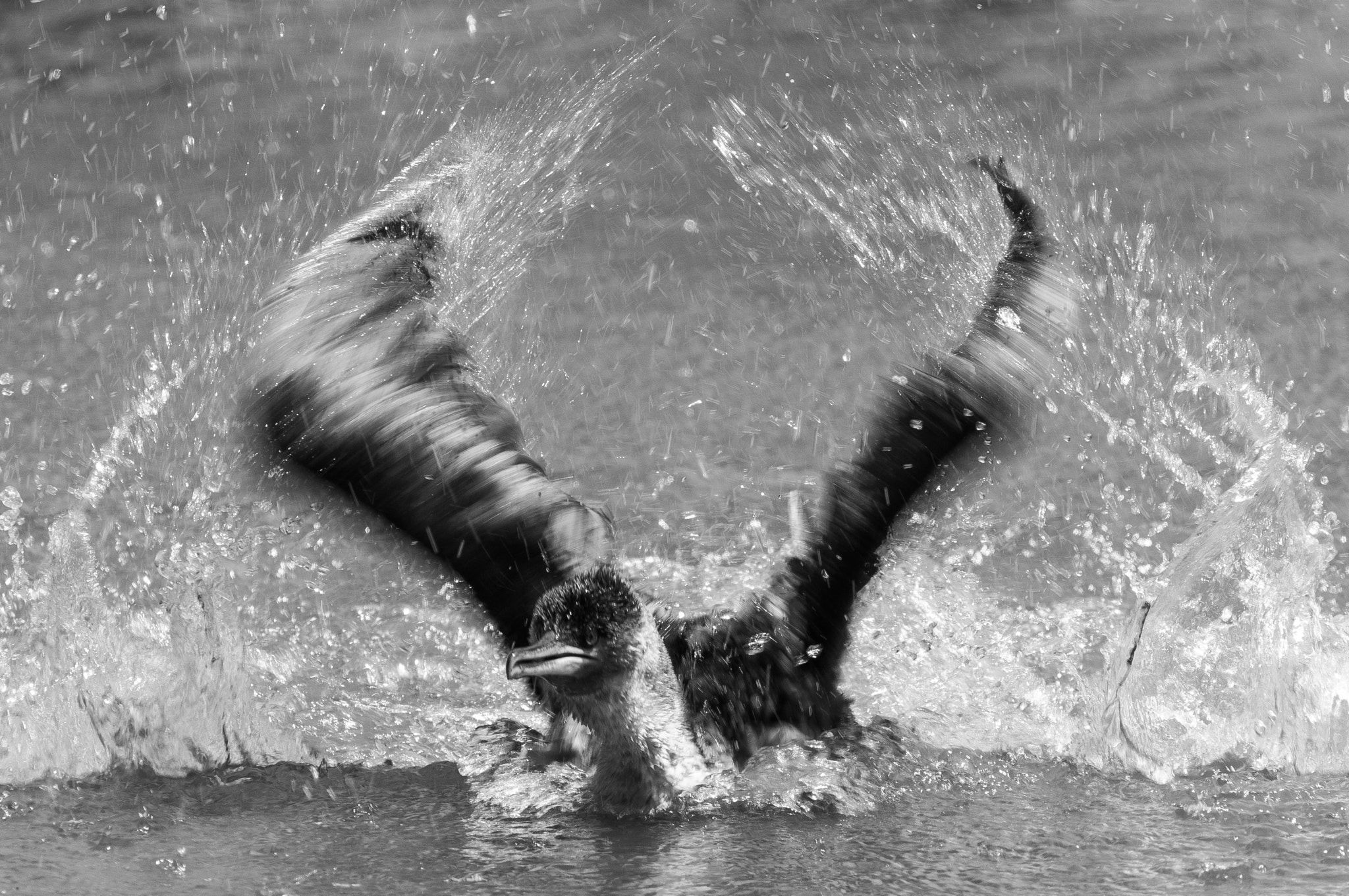 Nikon AF-S Nikkor 500mm F4D ED-IF II sample photo. Bath time photography