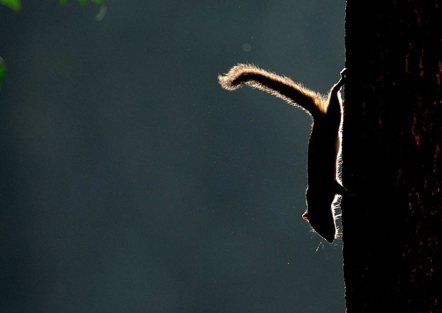 Nikon AF-S Nikkor 300mm F2.8G ED VR II sample photo. Highlights photography