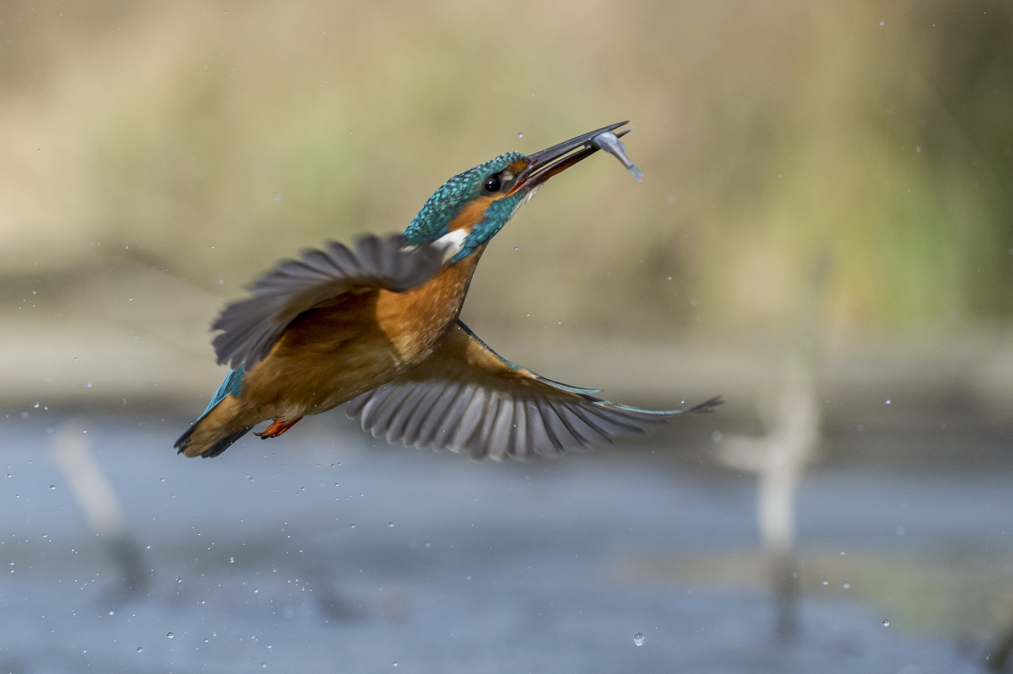 Nikon AF-S Nikkor 70-200mm F4G ED VR sample photo. The king photography