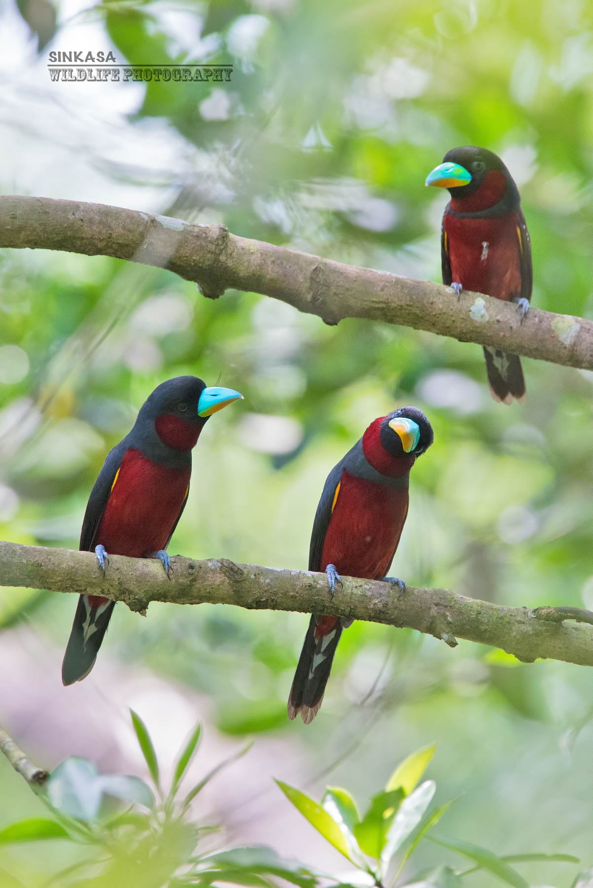 Nikon D800E + Nikon AF-S Nikkor 400mm F2.8G ED VR II sample photo. Black and red broadbill family photography