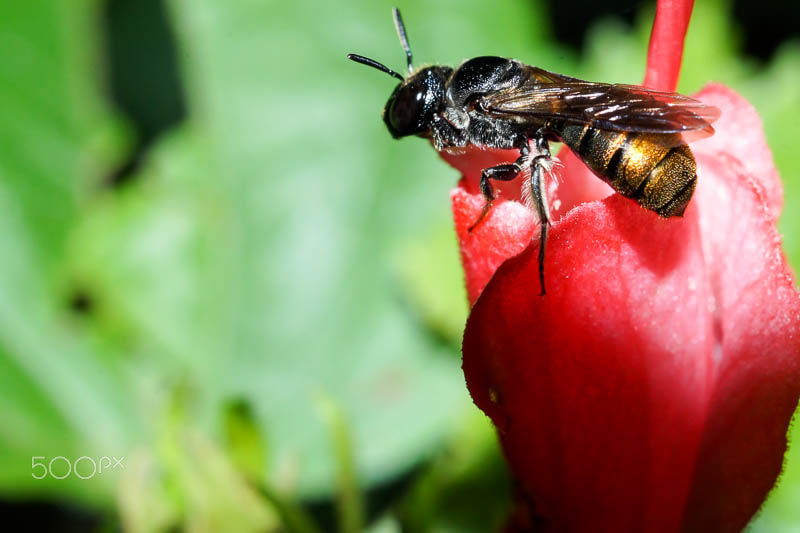 Sony SLT-A58 + Sony 50mm F2.8 Macro sample photo. Bee photography