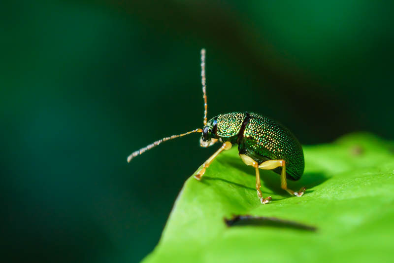 Sony SLT-A58 + Sony 50mm F2.8 Macro sample photo. Bug photography