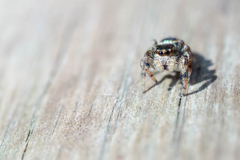 Sony SLT-A58 + Sony 50mm F2.8 Macro sample photo. Salticidae photography