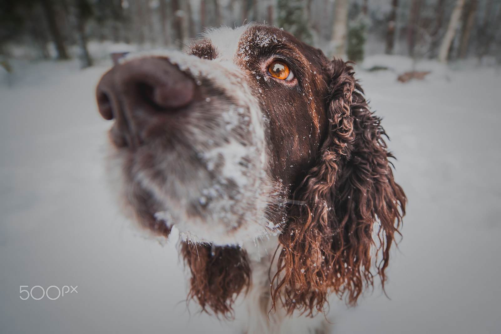 Samyang 14mm F2.8 ED AS IF UMC sample photo. Winter dog photography