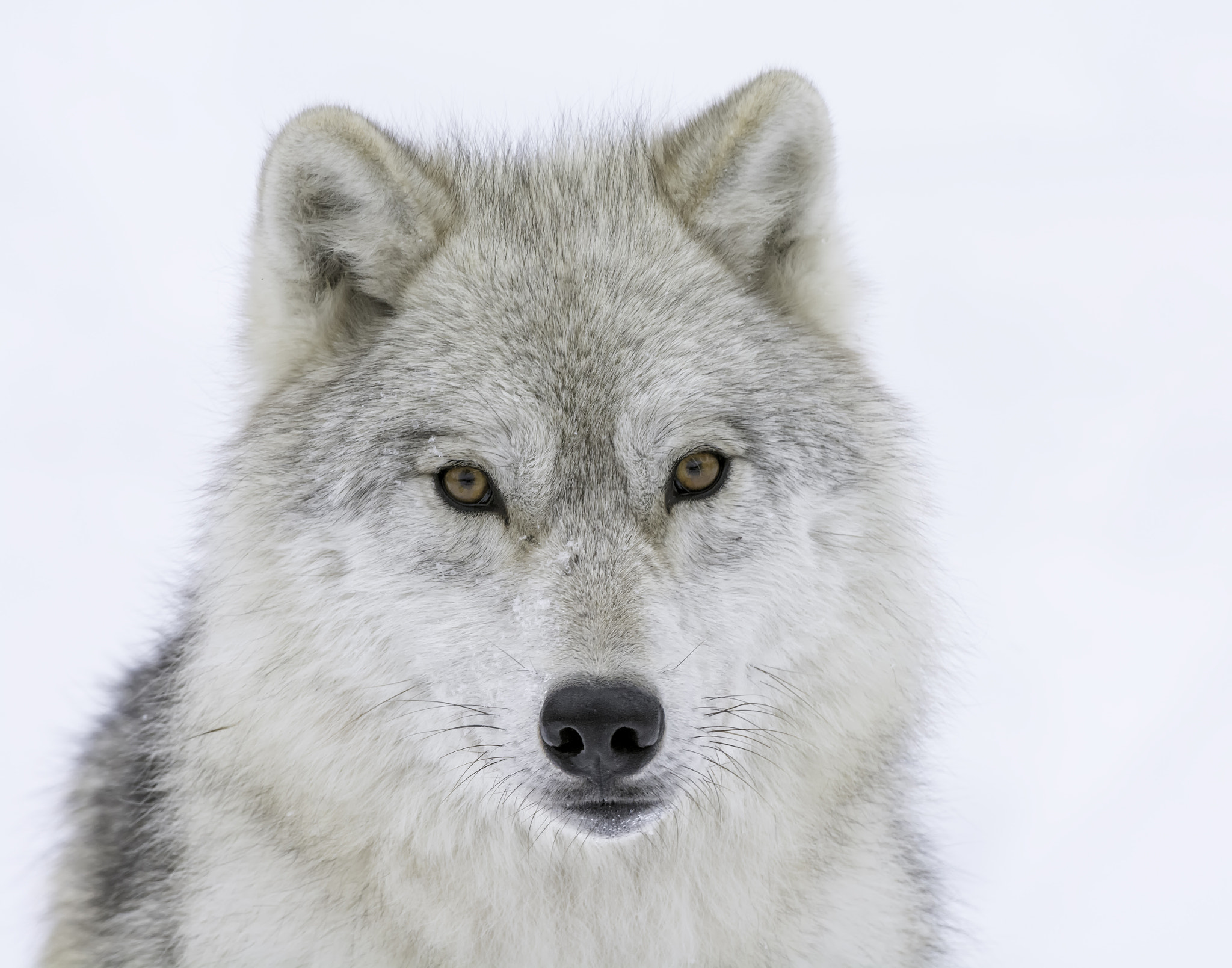 Nikon AF-S Nikkor 200-400mm F4G ED-IF VR sample photo. Winter's stare... photography