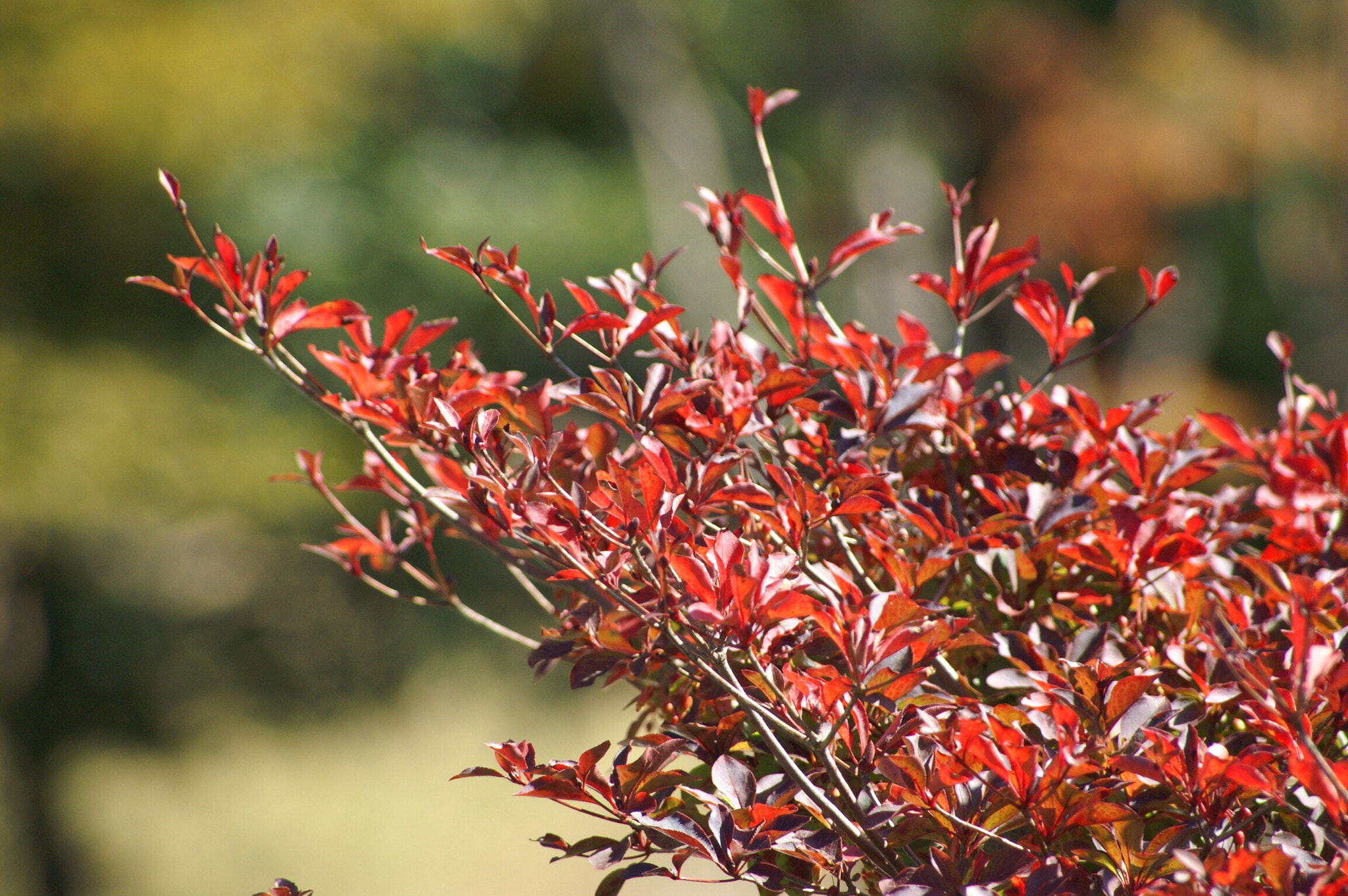 KONICA MINOLTA ALPHA SWEET DIGITAL sample photo. 紅葉 photography