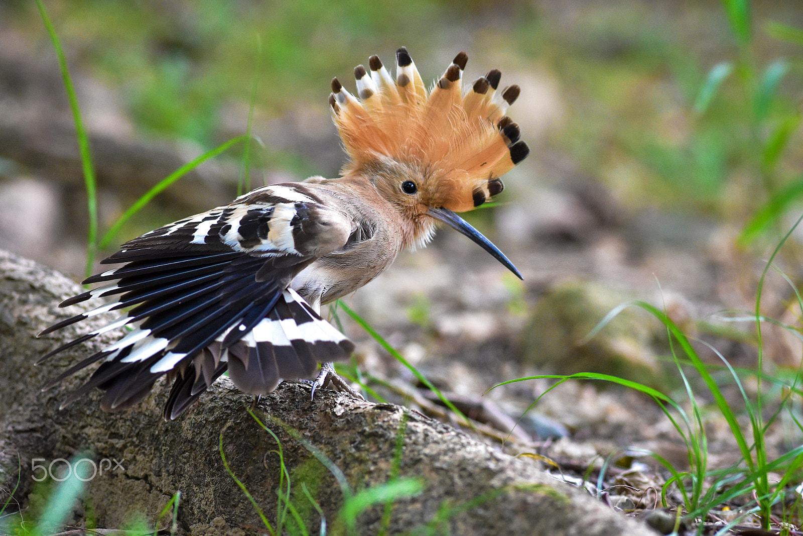 Nikon AF-S Nikkor 300mm F2.8G ED VR II sample photo. Eurasian hoopoe photography