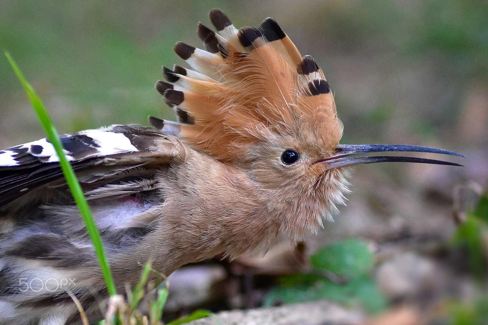 Nikon AF-S Nikkor 300mm F2.8G ED VR II sample photo. Eurasian hoopoe photography