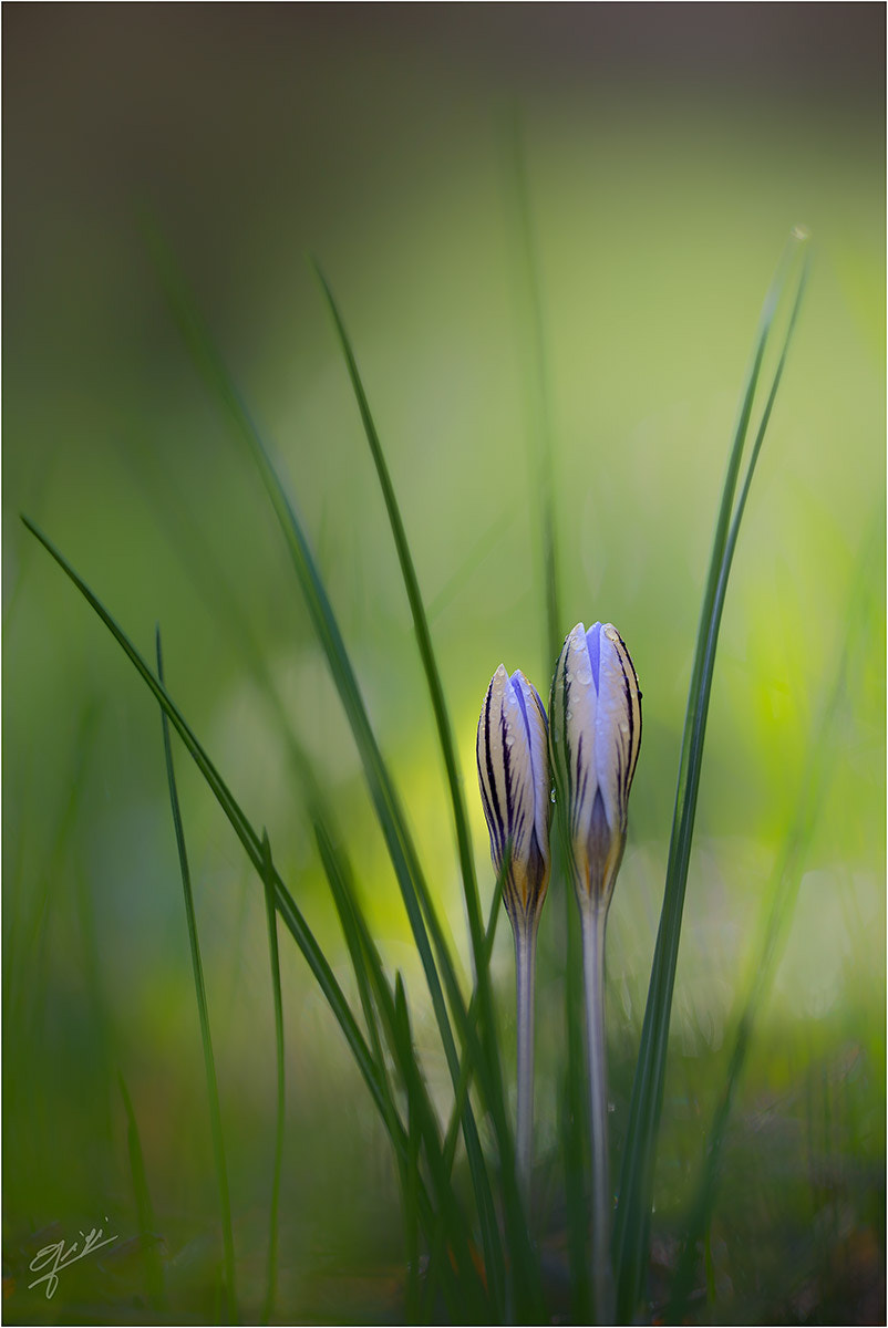 Sigma 150mm F2.8 EX DG OS Macro HSM sample photo. Crocus reticulatus photography