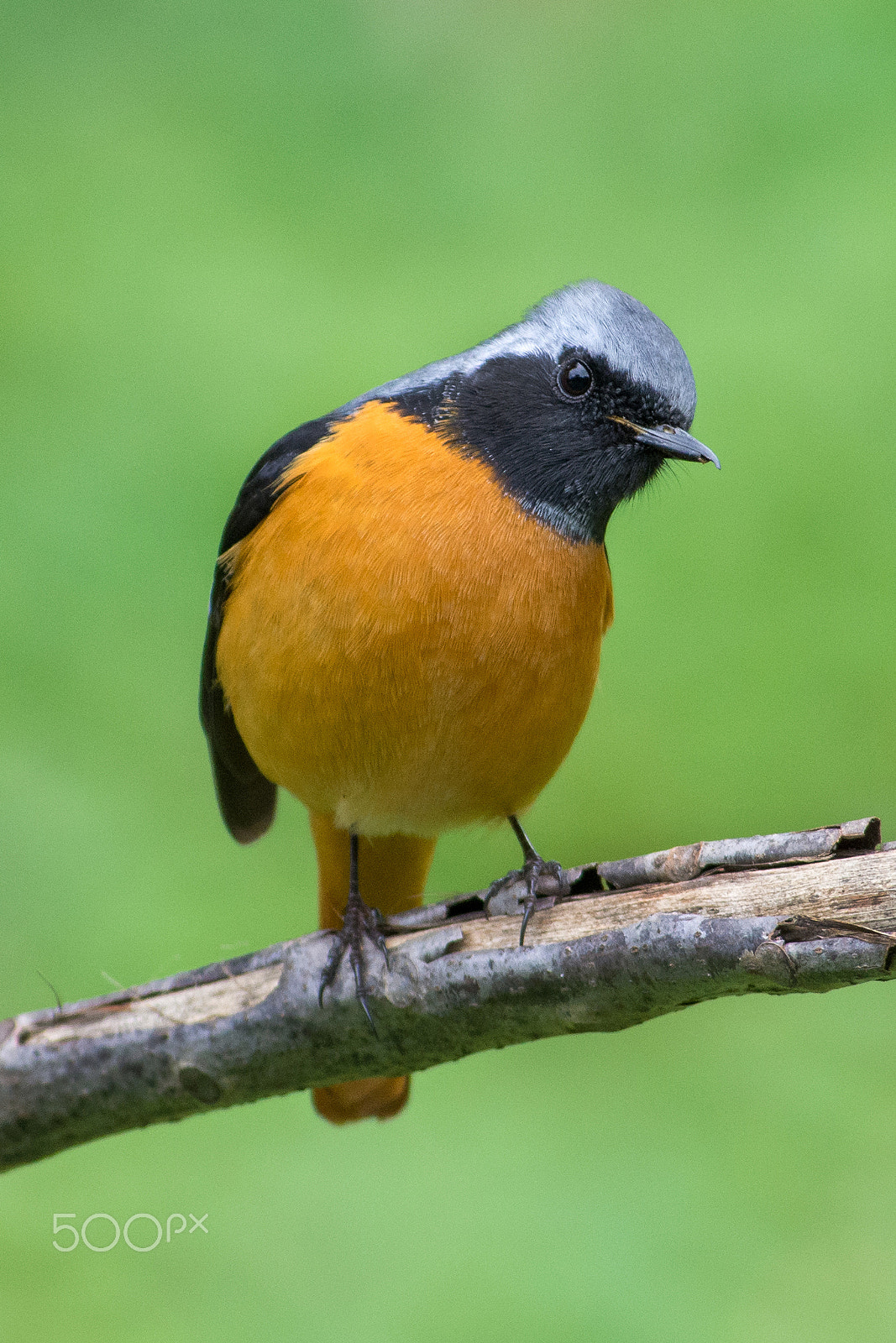 Nikon AF-S Nikkor 300mm F2.8G ED VR II sample photo. Daurian redstart photography