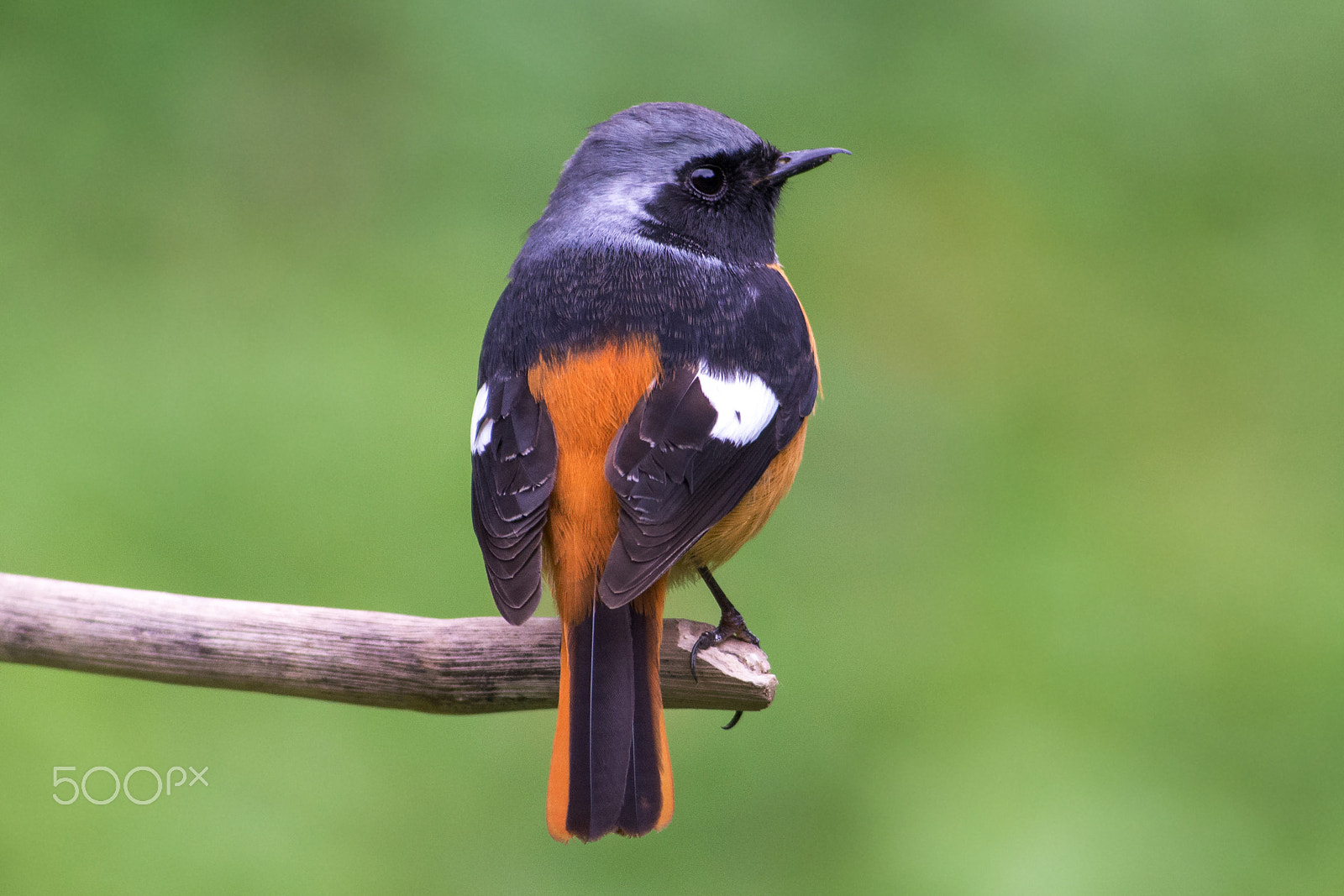 Nikon AF-S Nikkor 300mm F2.8G ED VR II sample photo. Daurian redstart photography