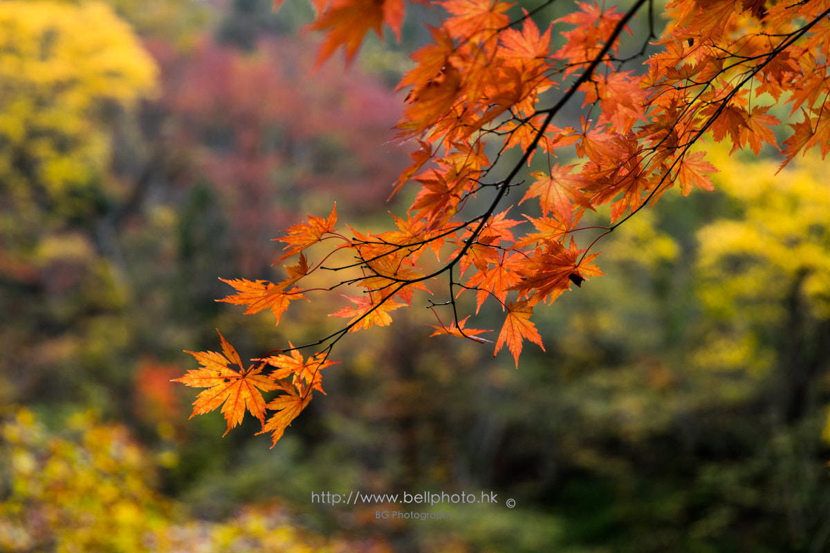 Sony a7 + Canon EF 85mm F1.2L II USM sample photo. 紅葉. photography