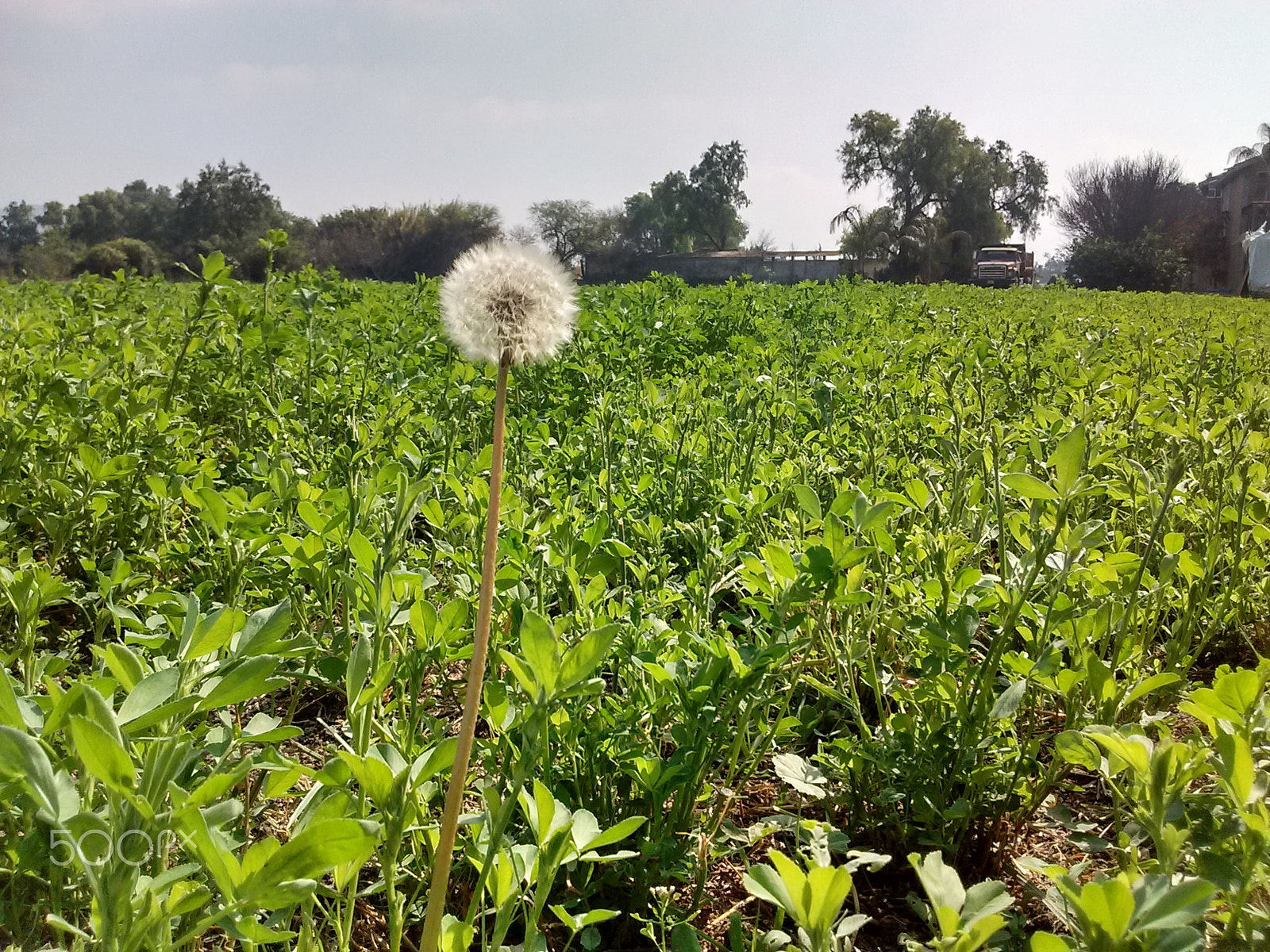 Motorola MotoE2 sample photo. Diente photography