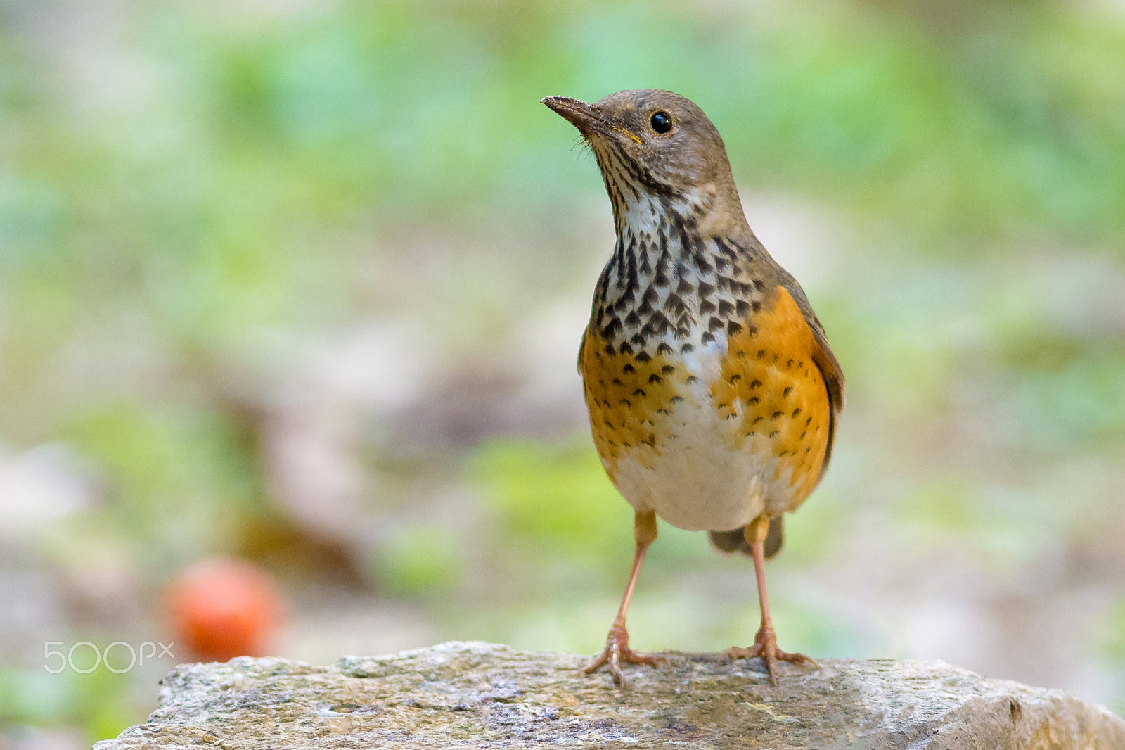 Nikon AF-S Nikkor 300mm F2.8G ED VR II sample photo. Grey-backed thrush photography