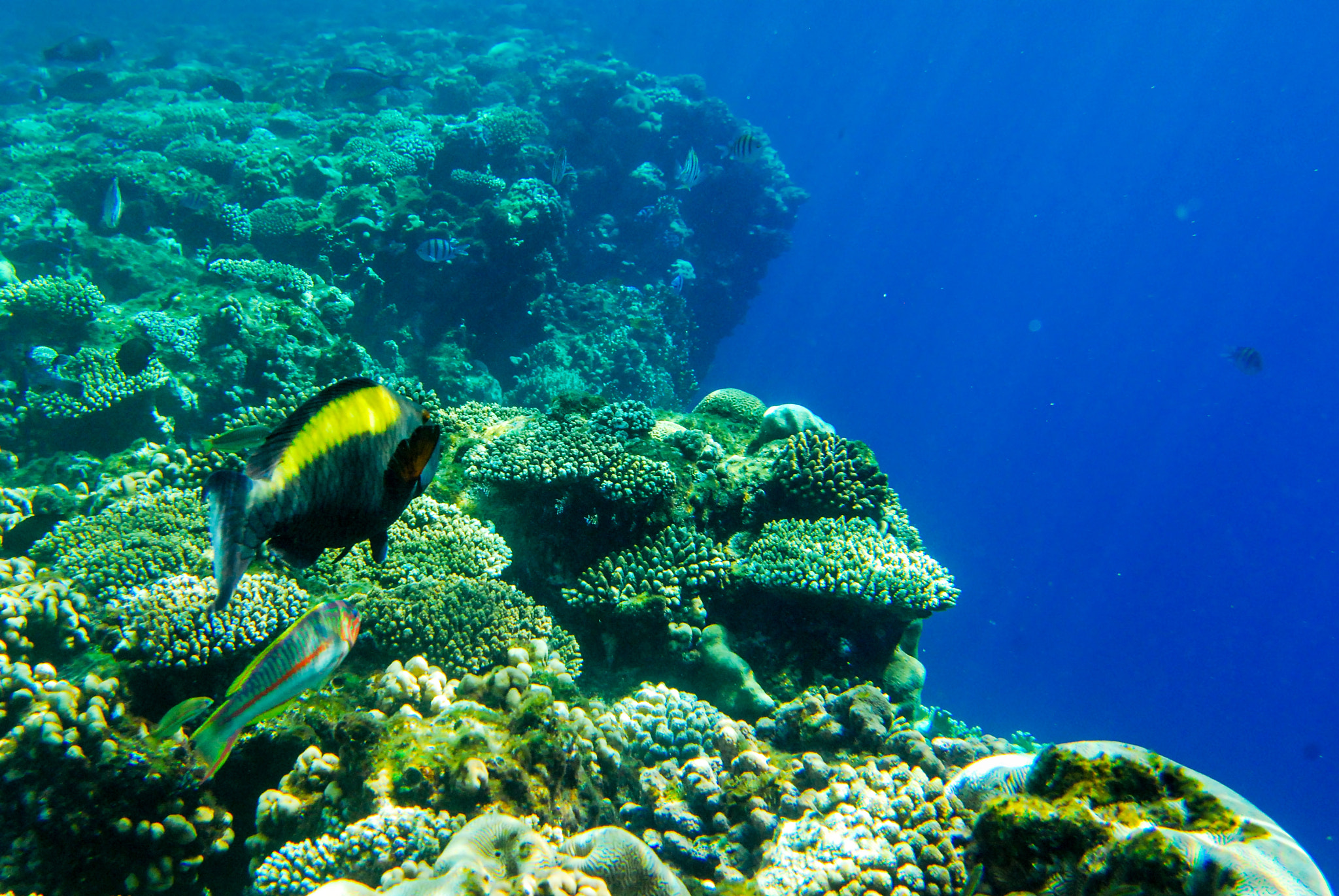 Nikon D80 + AF-S DX Zoom-Nikkor 18-55mm f/3.5-5.6G ED sample photo. Red sea, egypt photography