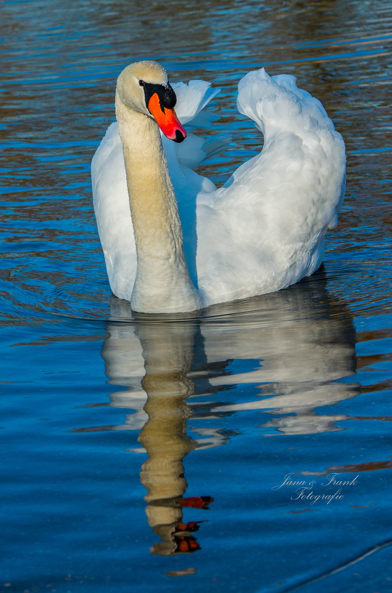 Sigma 70-200mm F2.8 EX DG OS HSM sample photo. Majestic photography