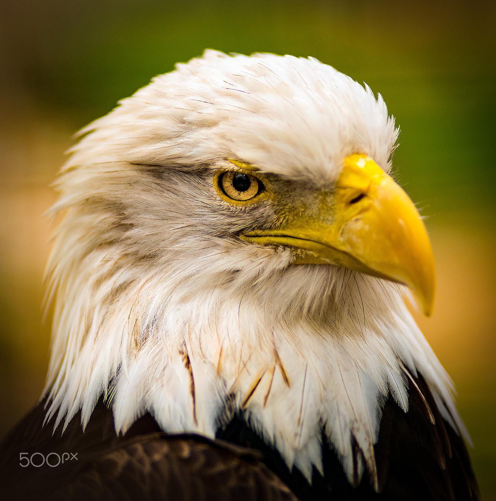 Nikon D800 + AF Nikkor 180mm f/2.8 IF-ED sample photo. Eagle head shot photography