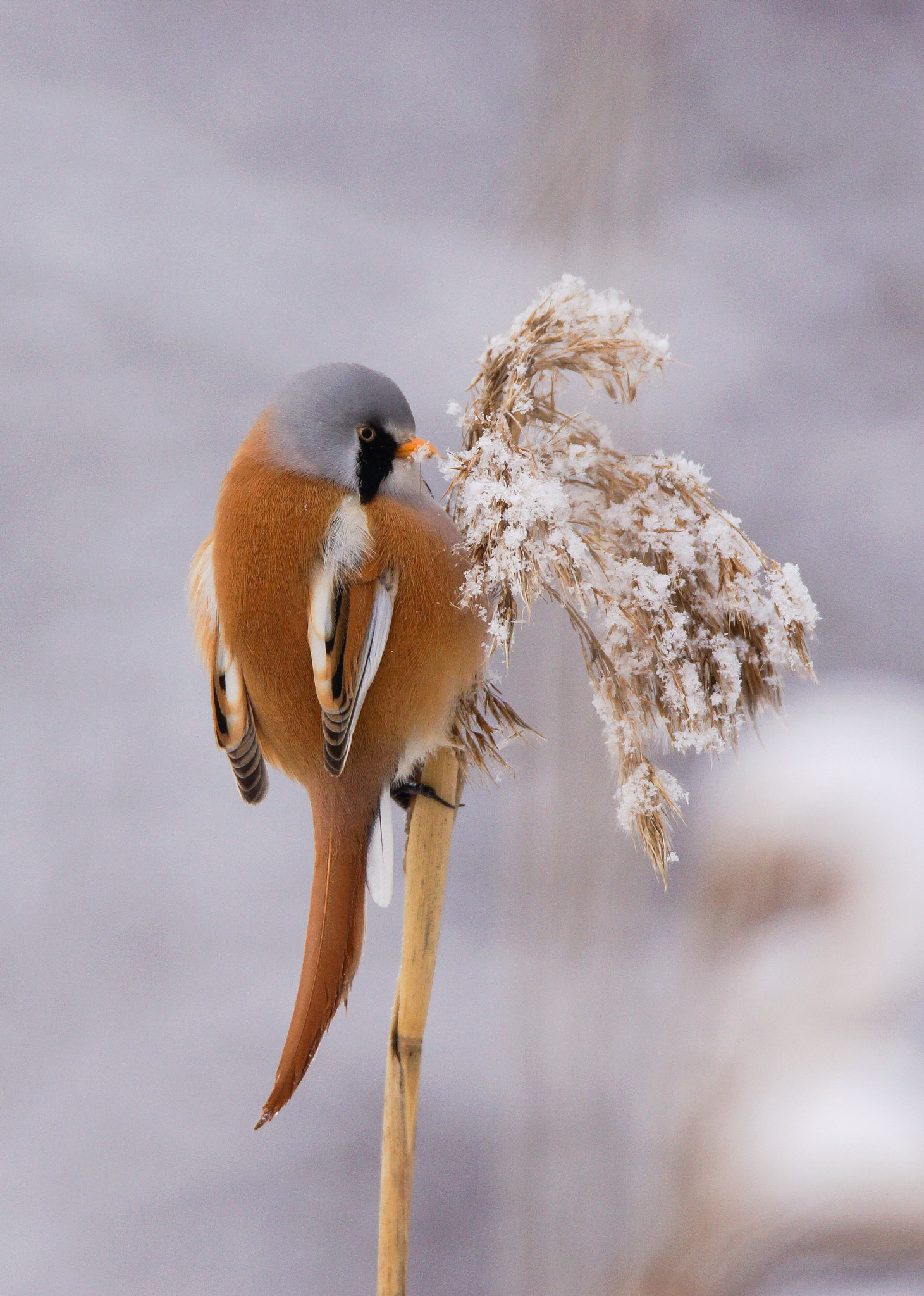 Sony SLT-A65 (SLT-A65V) + Tamron SP 150-600mm F5-6.3 Di VC USD sample photo. Bearded reedling photography