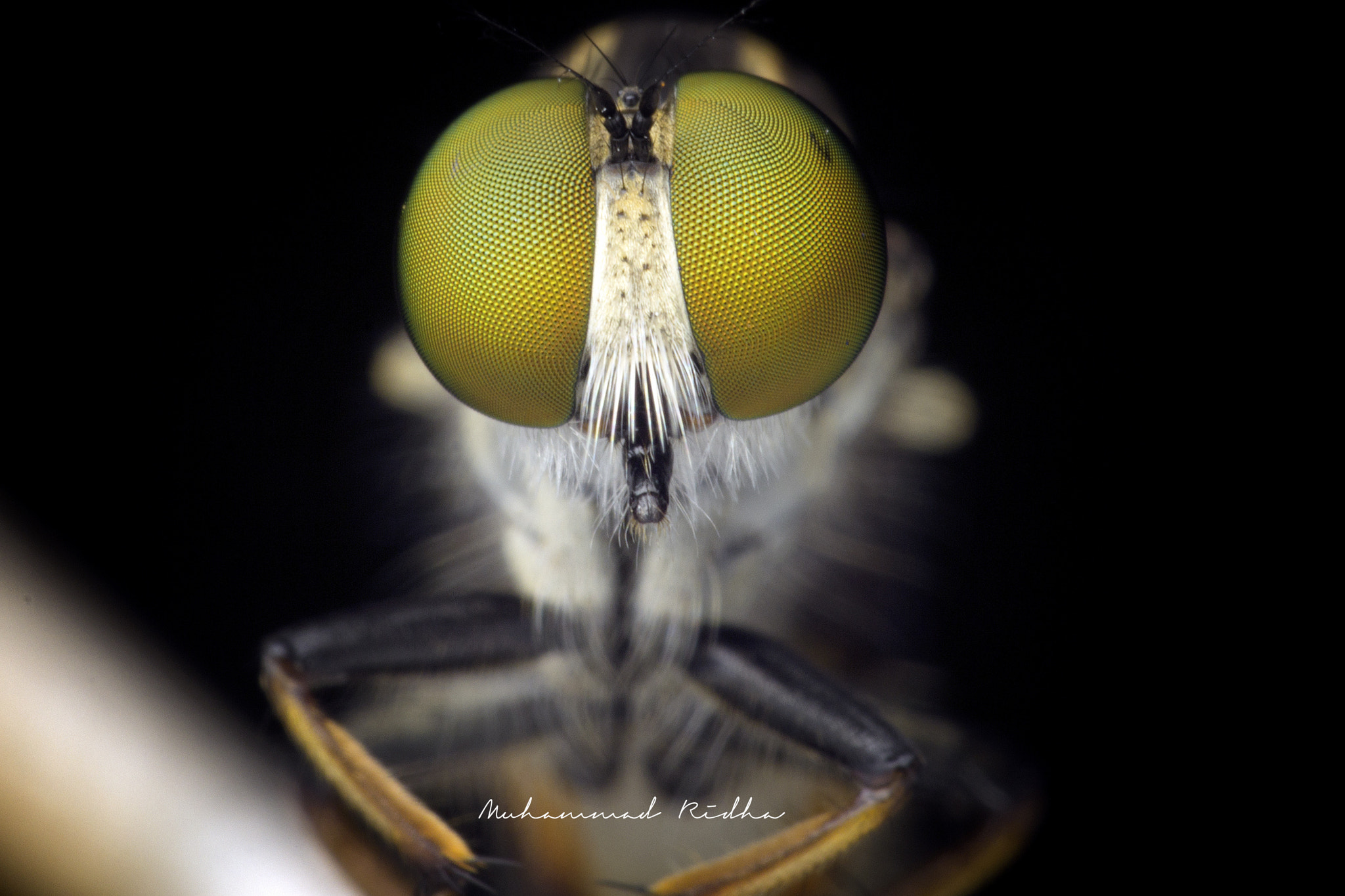 Sigma 150mm f/2.8 EX DG OS HSM APO Macro sample photo. Romi ( rober mini ) photography