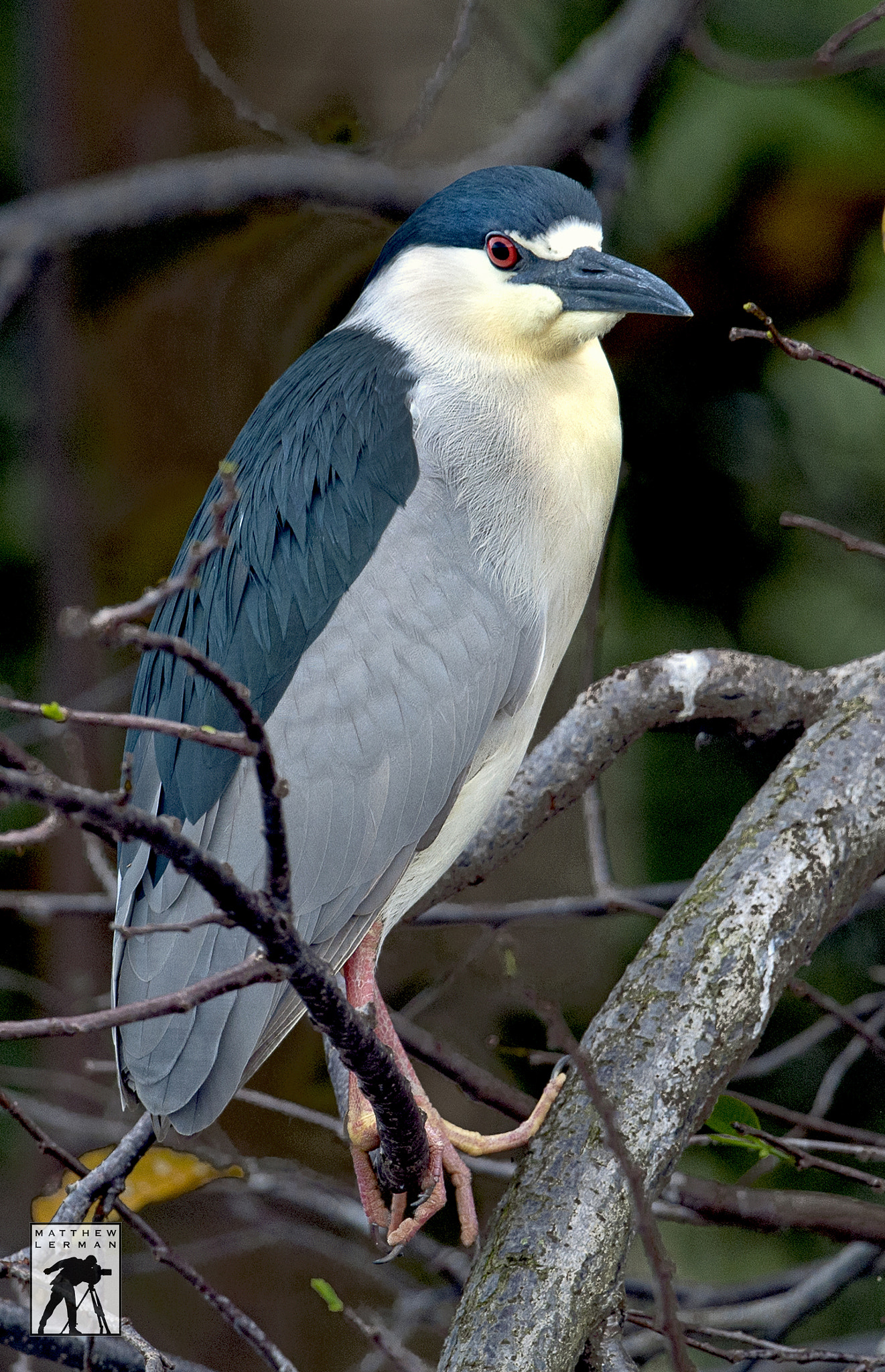 Nikon D300 + Nikon AF-S Nikkor 600mm F4G ED VR sample photo. Black-crowned night heron photography