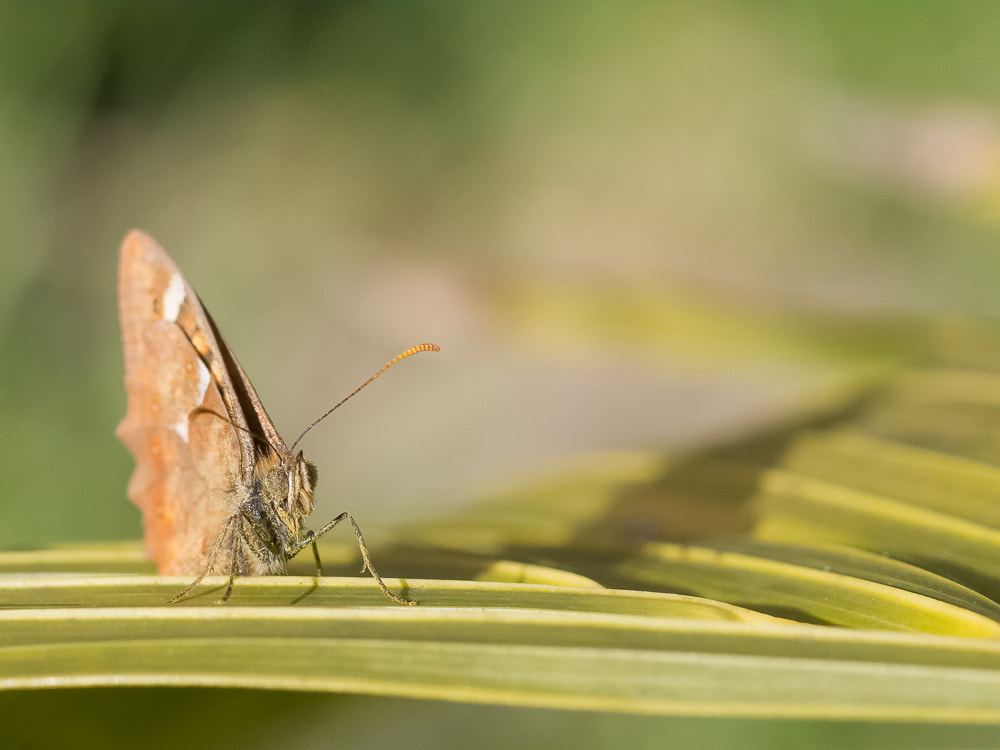 Pentax K-x + A Series Lens sample photo. ¿que miras? photography