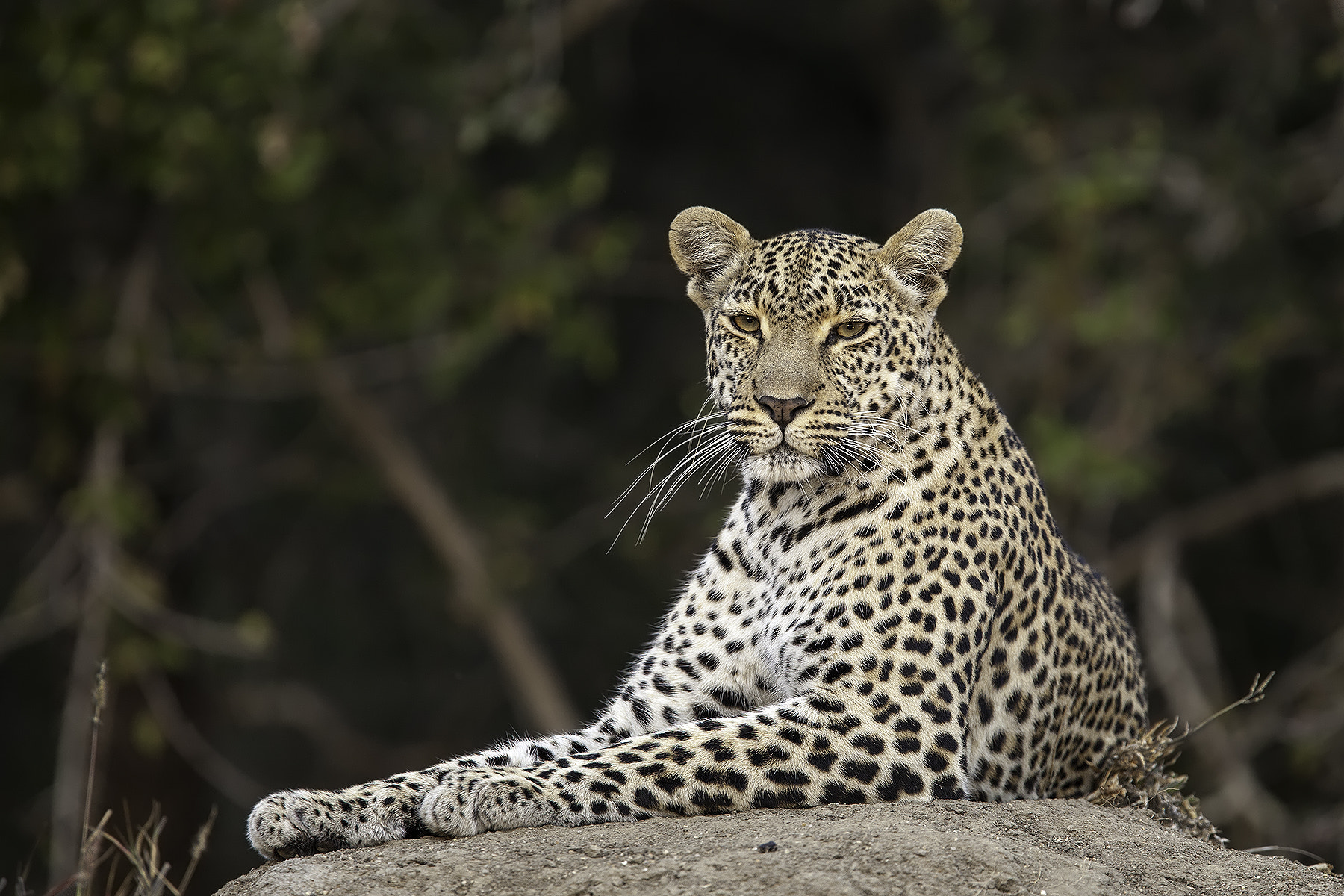 Canon EF 300mm F2.8L IS USM sample photo. Leopard photography