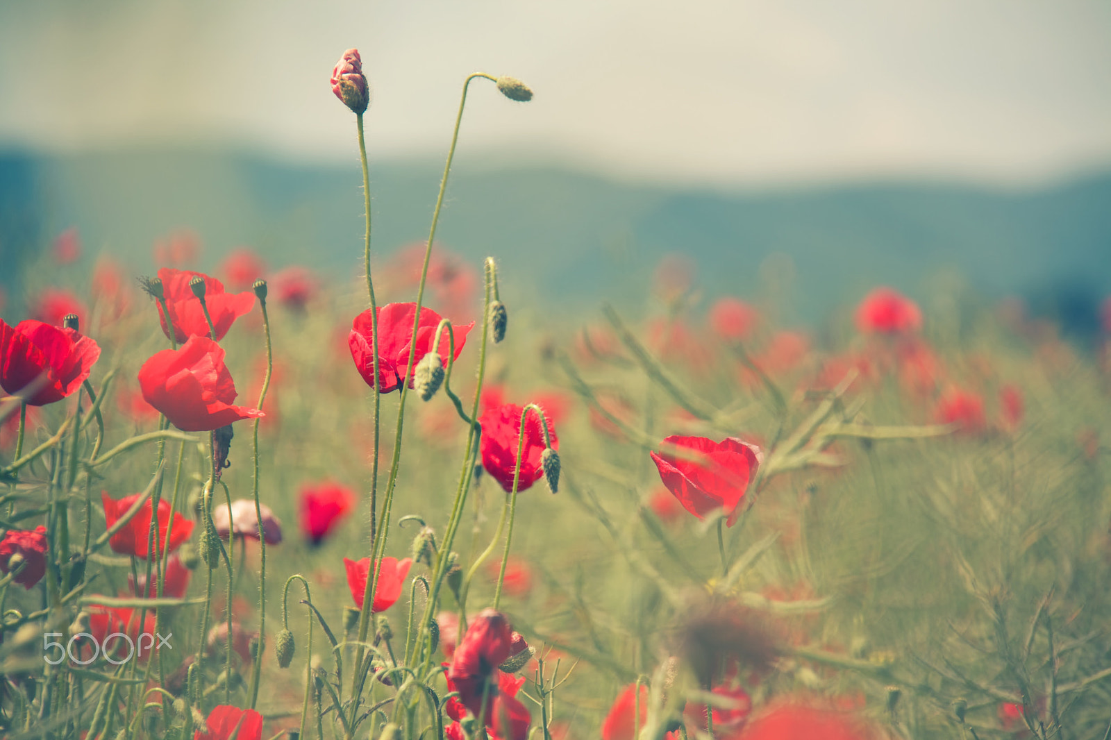 Canon EOS 1000D (EOS Digital Rebel XS / EOS Kiss F) sample photo. ...poppy... photography