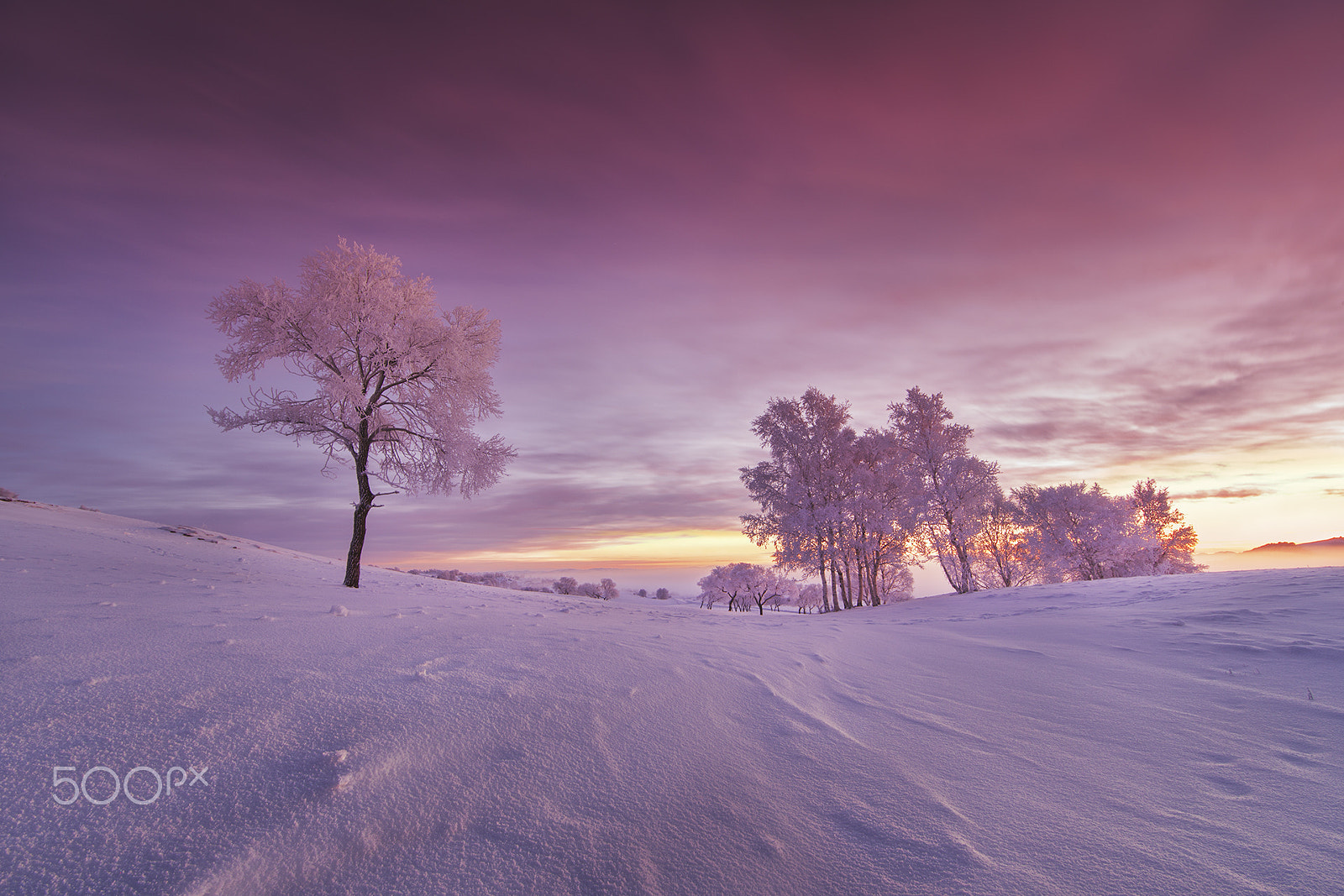 Canon EF 14mm F2.8L II USM sample photo. Fiery trees and silver flowers photography