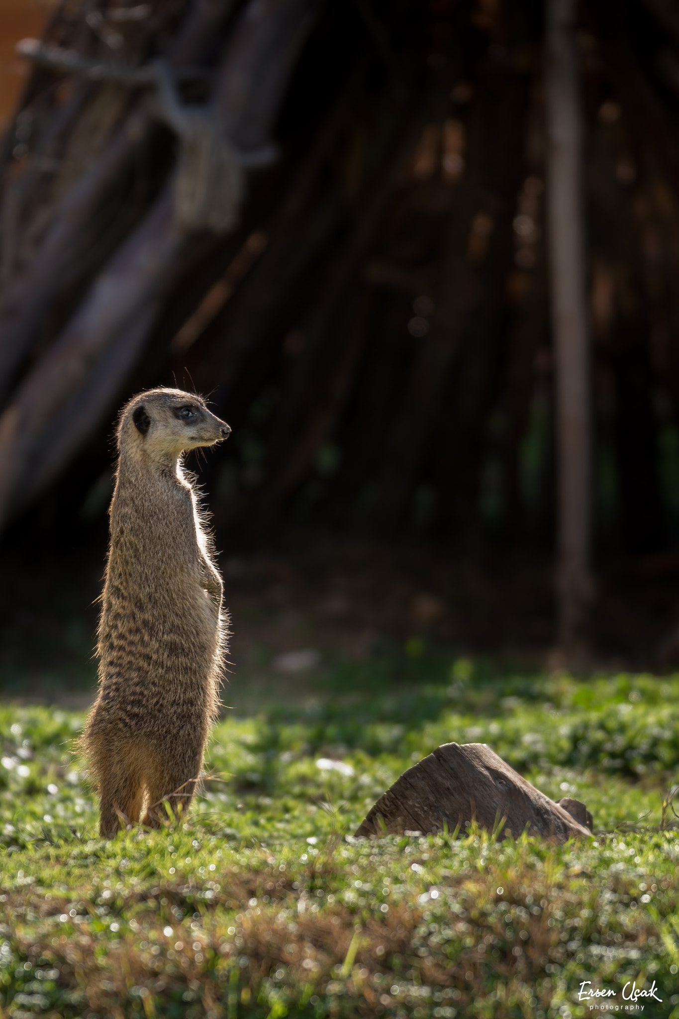 Sony 70-300mm F4.5-5.6 G SSM sample photo. The meerkat photography
