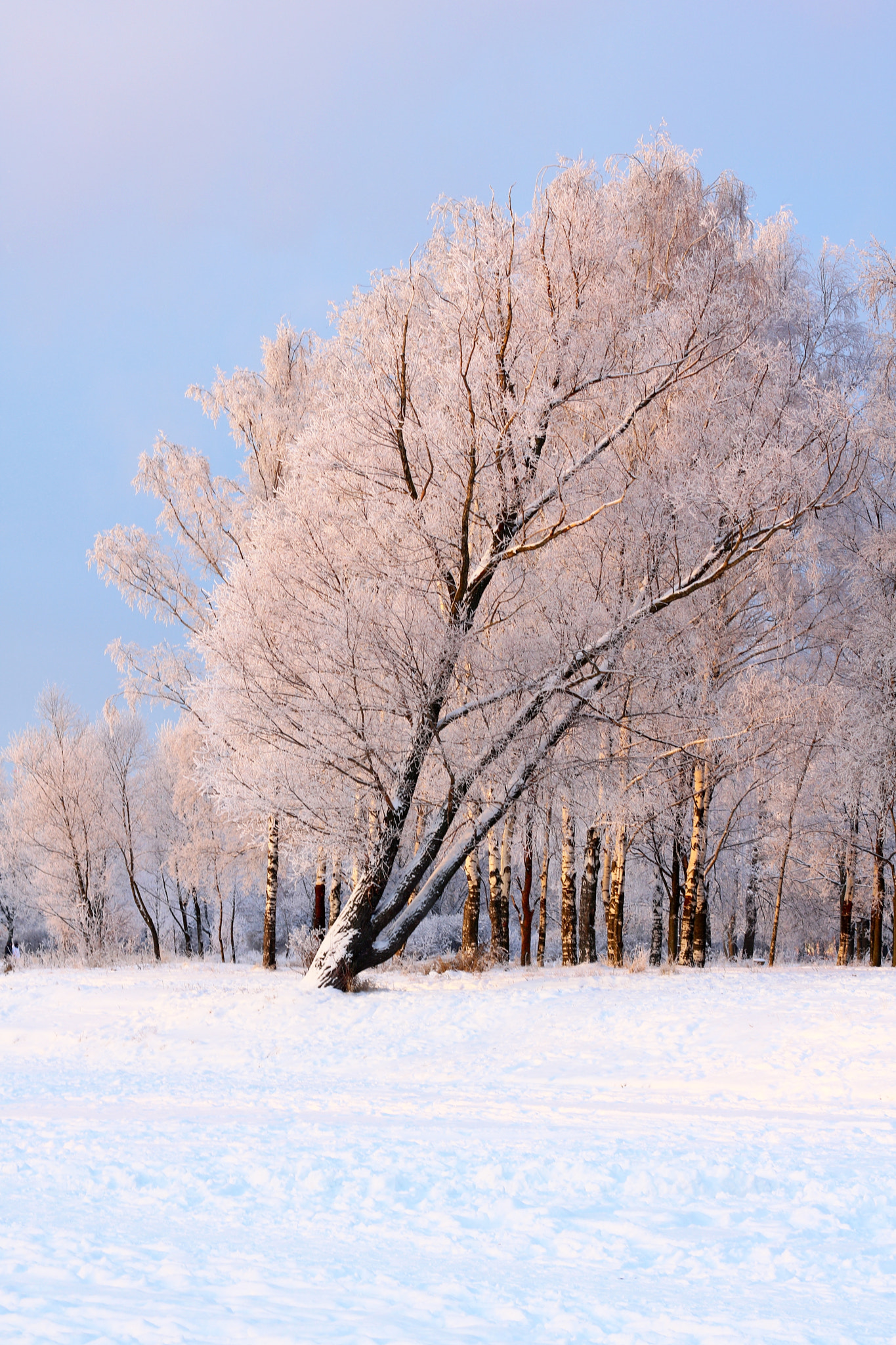 Canon EOS 760D (EOS Rebel T6s / EOS 8000D) + Canon EF 50mm F1.4 USM sample photo. Wonderful snow-covered tree photography