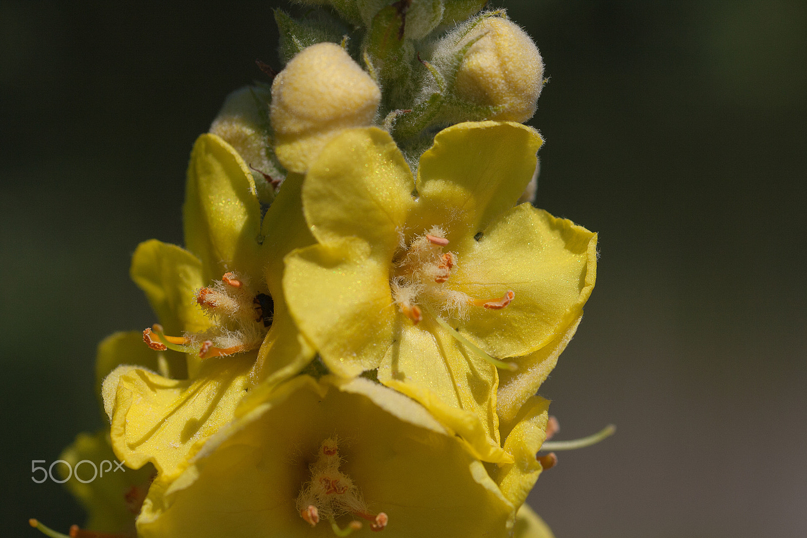 Canon EF 100mm F2.8L Macro IS USM sample photo. Verbascum giganteum (iii) photography